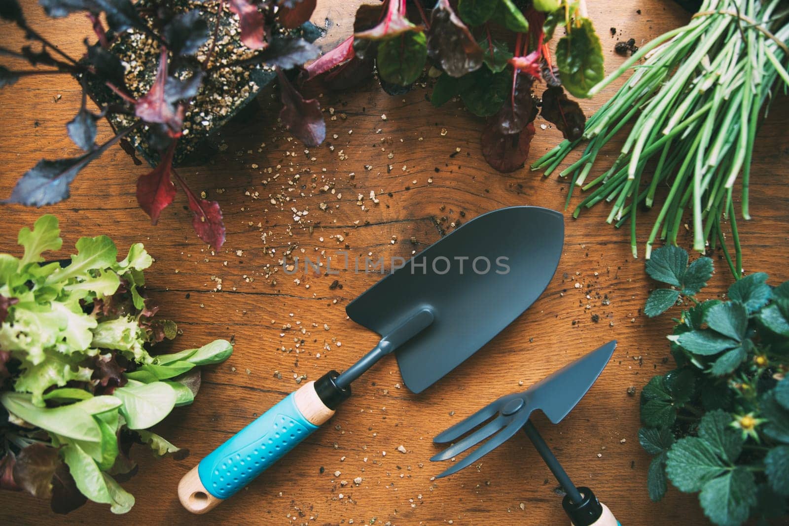 Gardening tools with seedlings. Urban organic vegetable garden. Garden tools. Lettuce seedling. Onion seedling. Beet seedling. Chard seedlings. Strawberry seedlings by Hoverstock