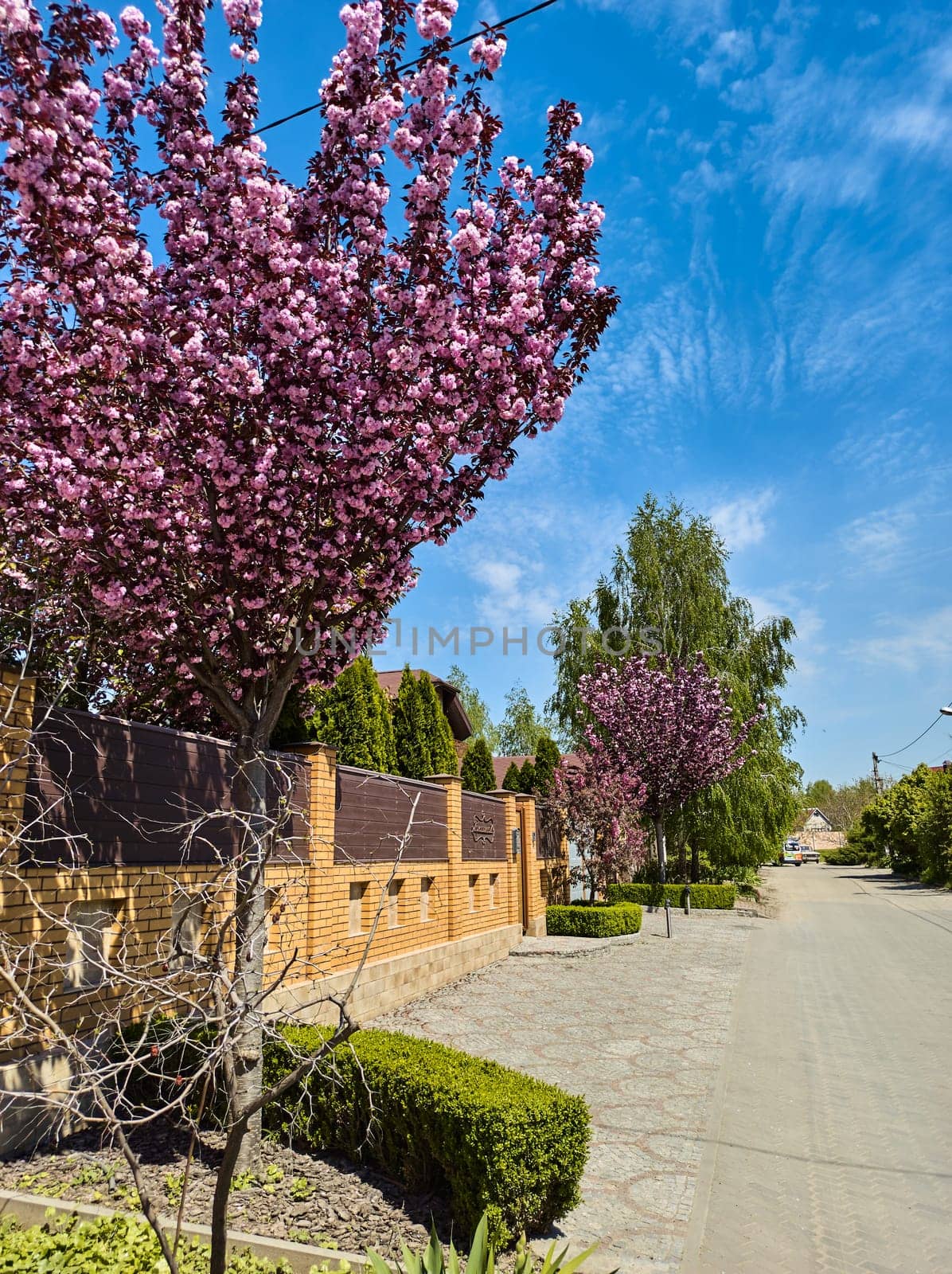 Cherry blossoms with pink flowers on the outside of the estate. Exterior design. Country street. Flowering sakura in the springtime