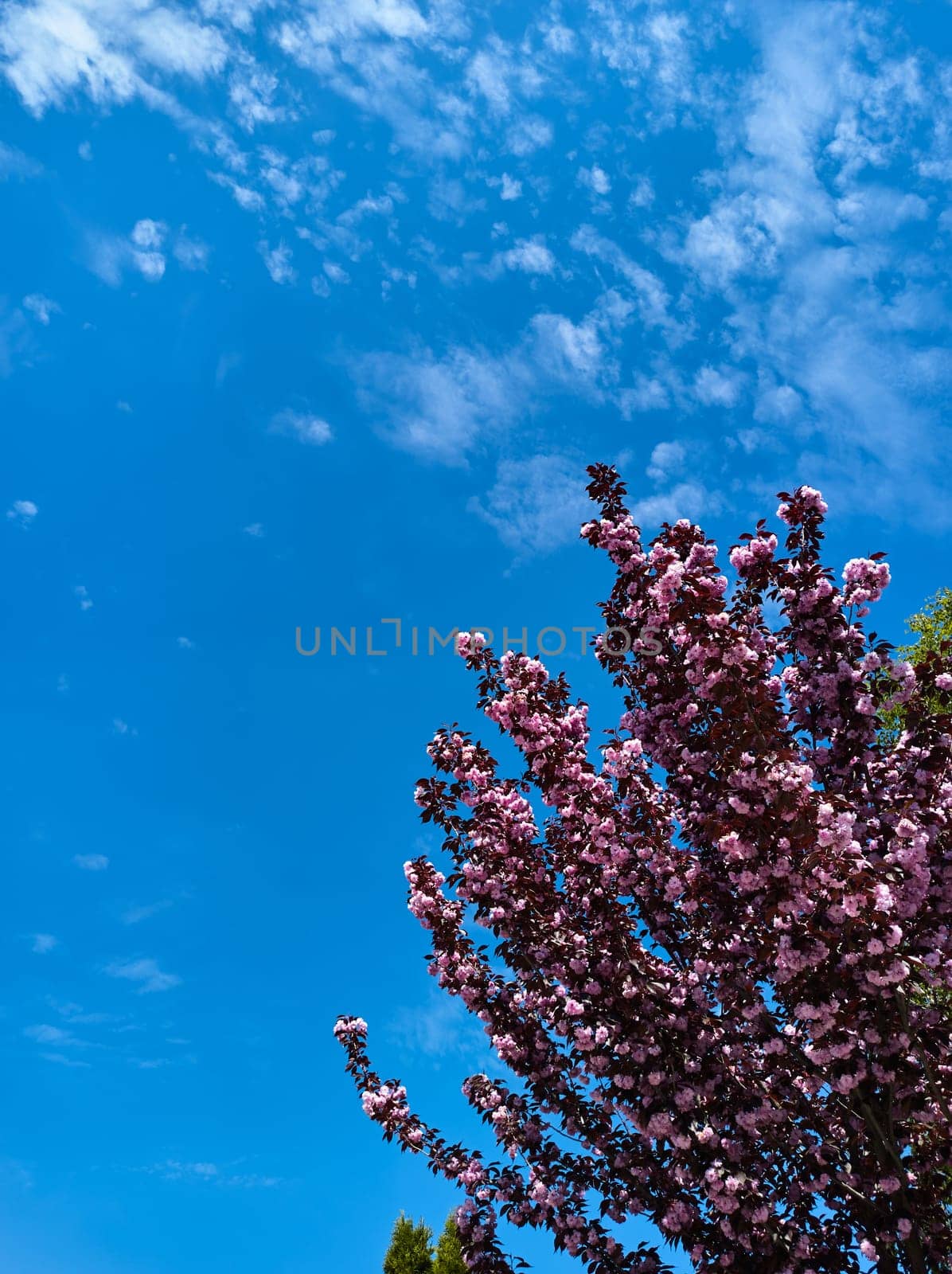 Blooming tree with pink flowers over atmospheric clean clear sky background with copy ad space. Sakura abloom by artgf