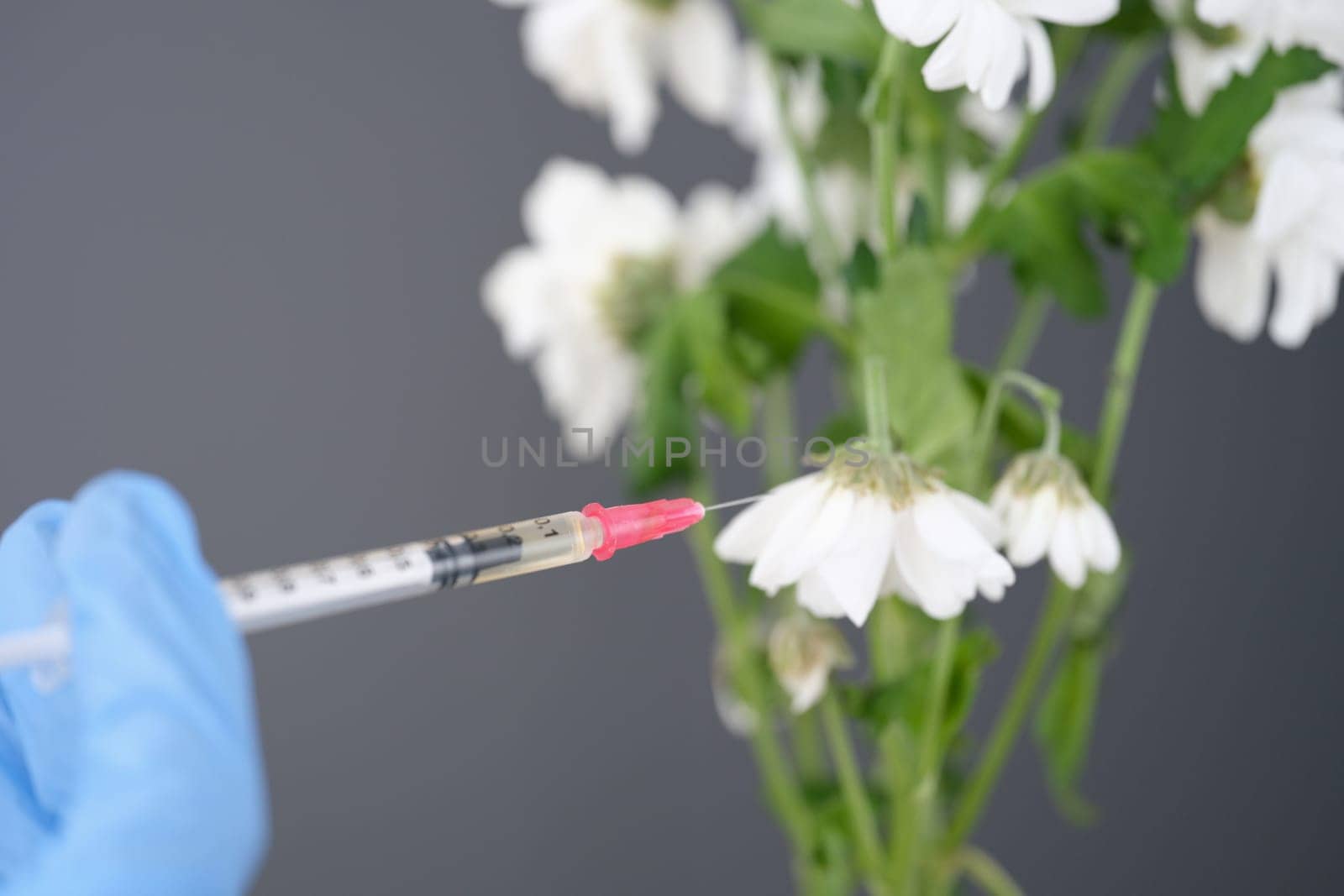 Withered white chrysanthemum pierced with medical syringe. Creative concept of prolonging youth concept