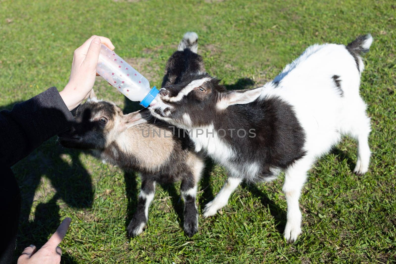 Farmer Feeds Milk Babies Goat From Bottle On Farm In Summer Or Spring Time. Domestic Animals Care, Raising. Meadow, Green Blooming Trees On Background. Horizontal Plane by netatsi