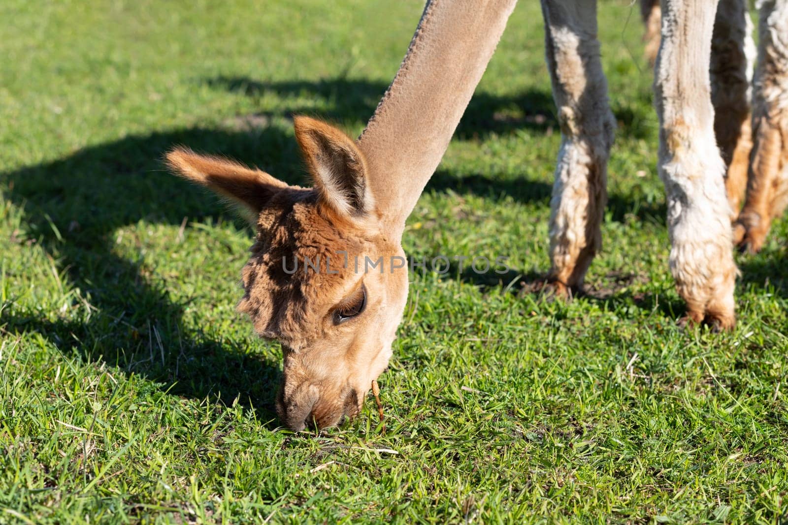 Closeup Face Of Brown Baby Alpaca Animal Eating Green Grass in Meadow. Kria Domestis Camelid Mammal, Lama Pacos At Farm. Horizontal plane. High quality photo