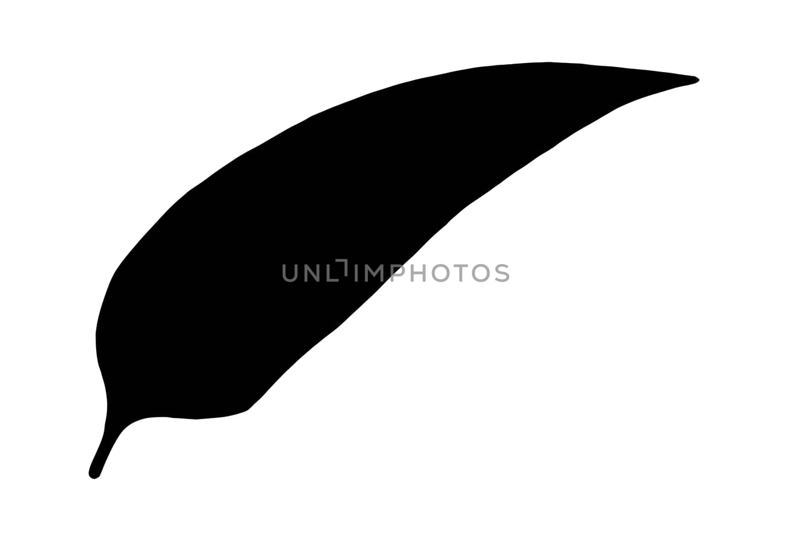 Hand Drawn Flower Leaf Silhouette. Black Floral Leaf Illustration. Plant Silhouette Isolated on White Background.