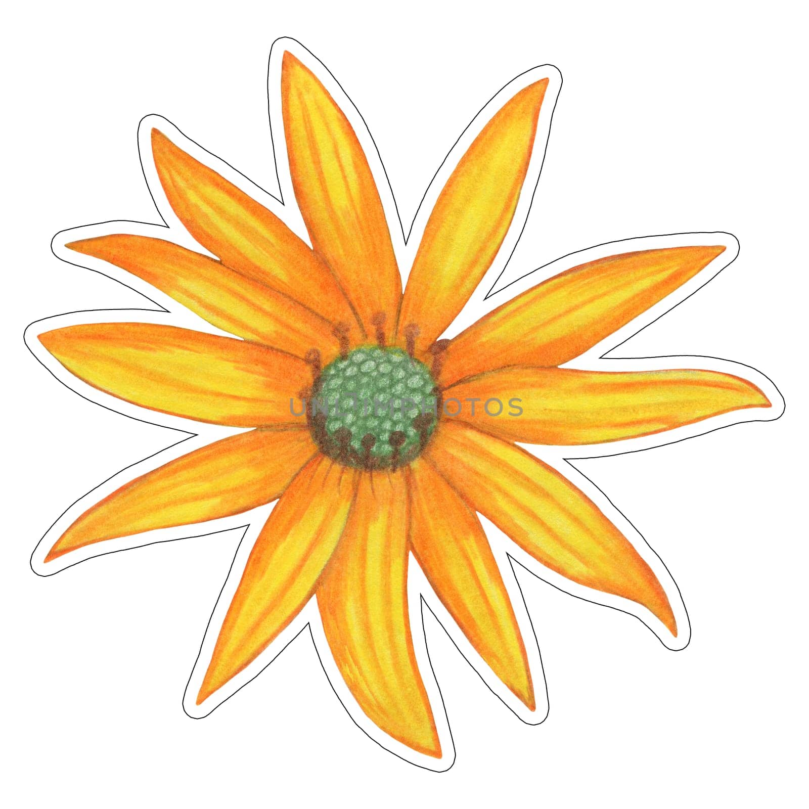 Sticker of Yellow Topinambur Isolated on White Background. Jerusalem Artichoke Flower Element Sticker Drawn by Colored Pencil.