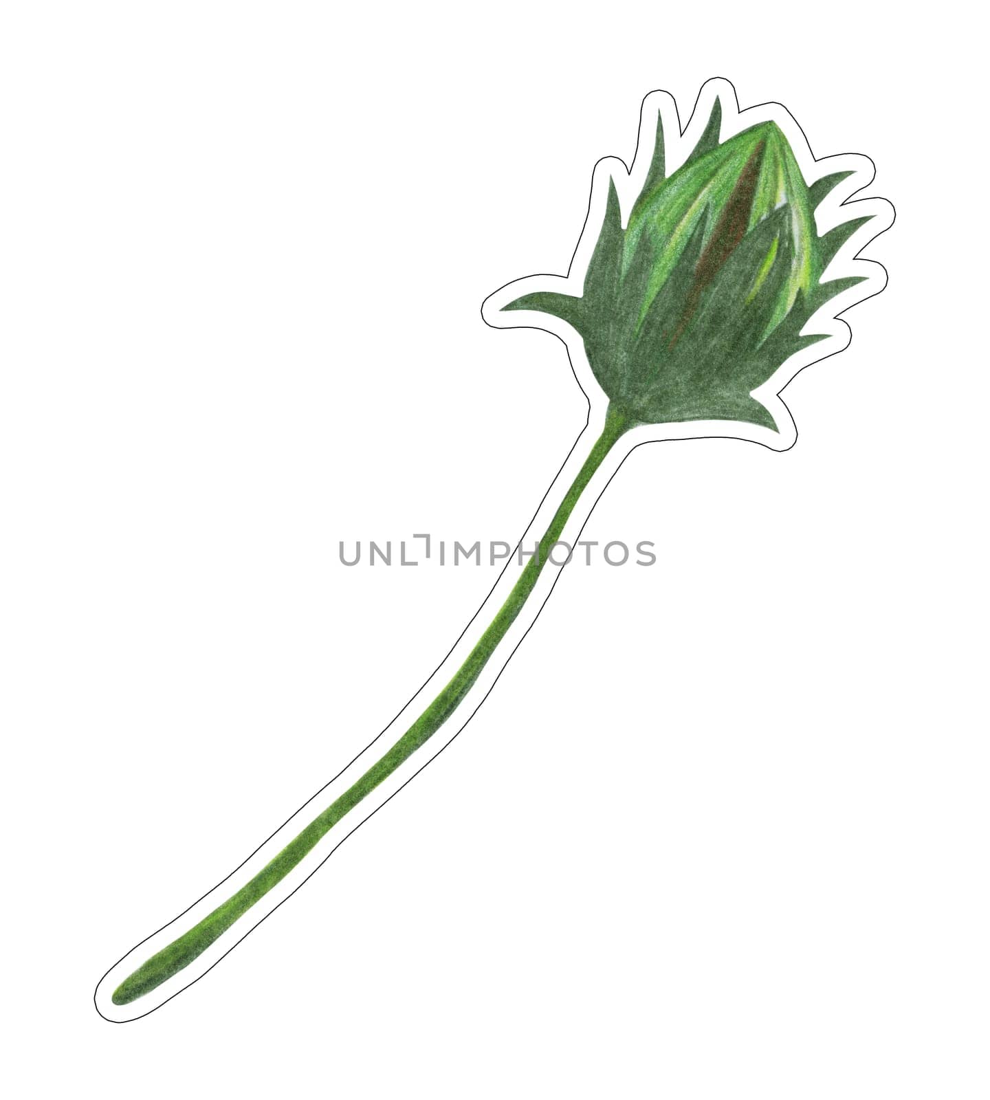 Sticker of Hand Drawn Green Topinambur Flower Bud Isolated on White Background. by Rina_Dozornaya