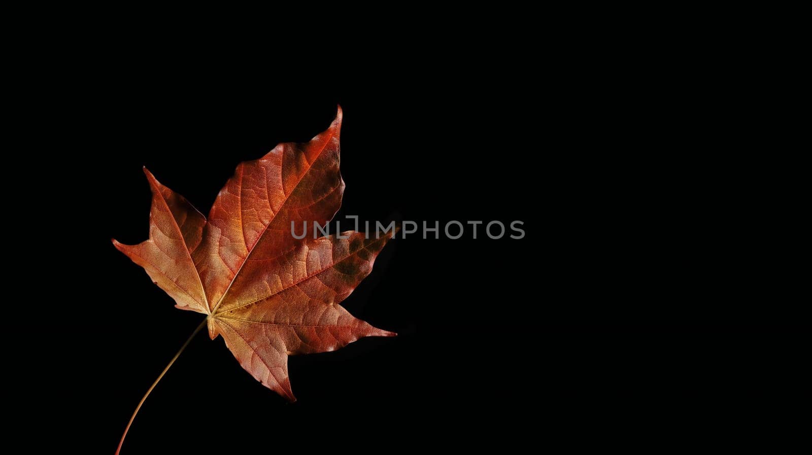 Autumn background orange marple leaf on black with copy space for text. Fall background. Generative ai by juliet_summertime