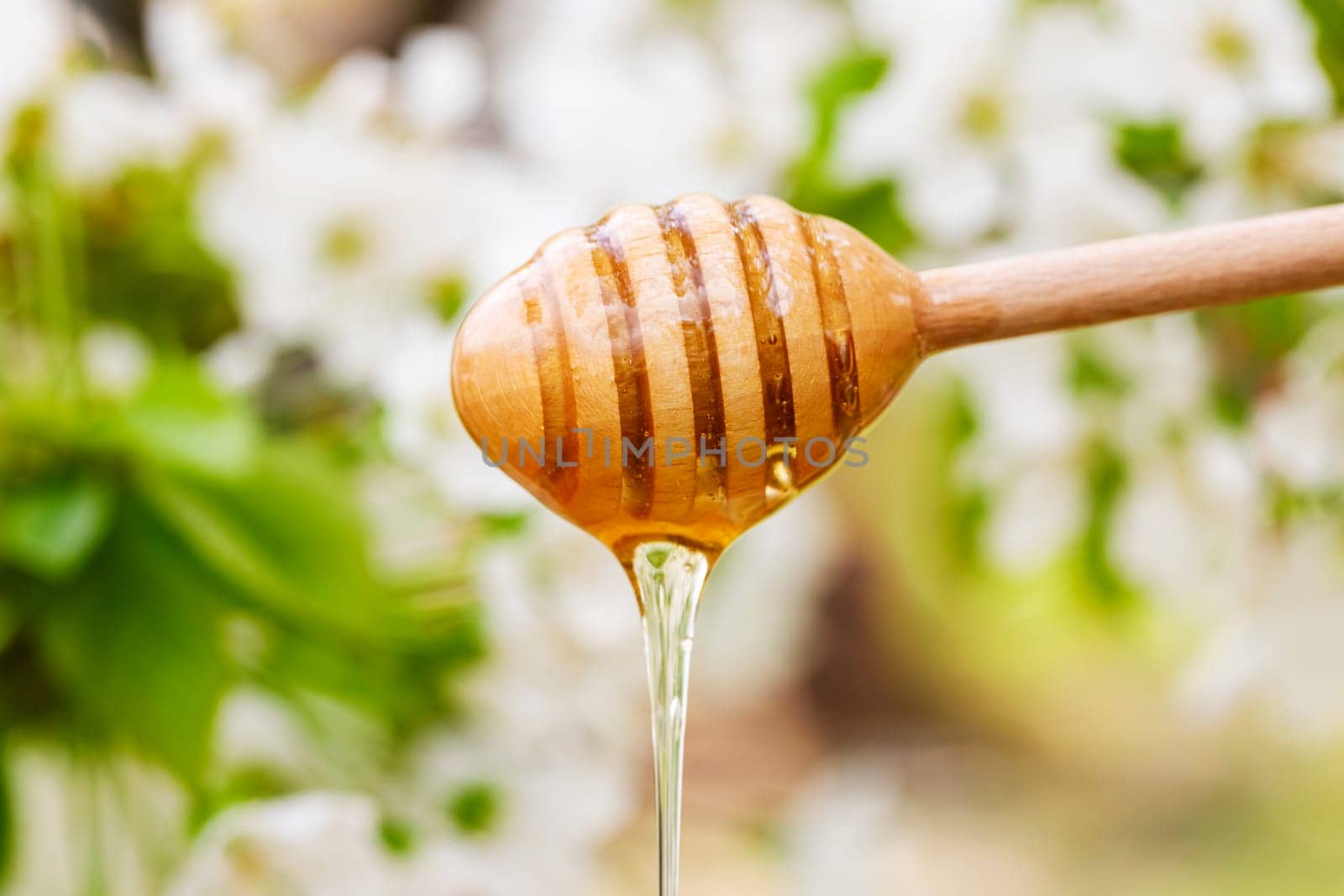 Honey dripping from wooden honey spoon against the background of flowering branches