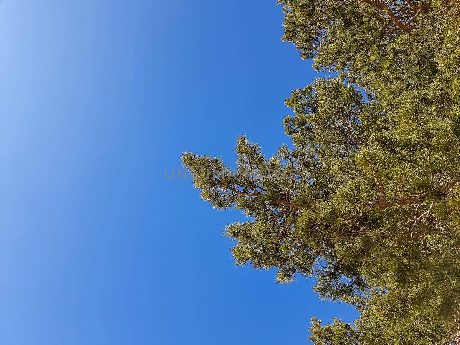 Pine tree branch above blue clear sky background