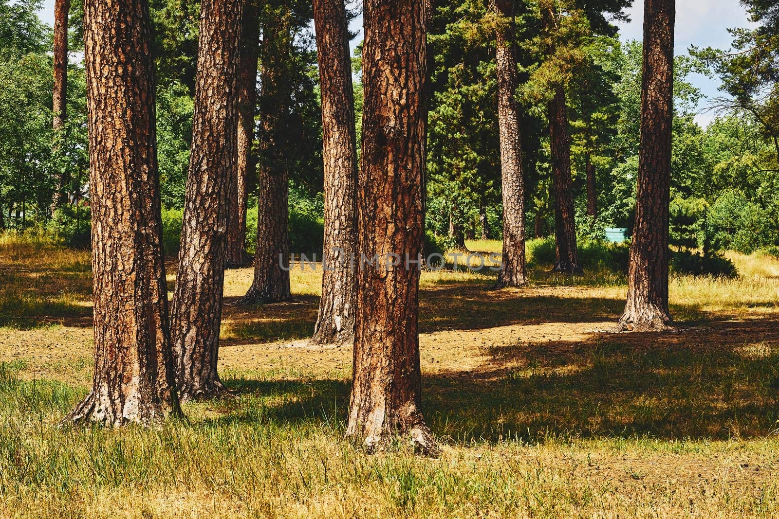 a large area covered chiefly with trees and undergrowth. Fabulous green forest thicket with firs and lush grass.
