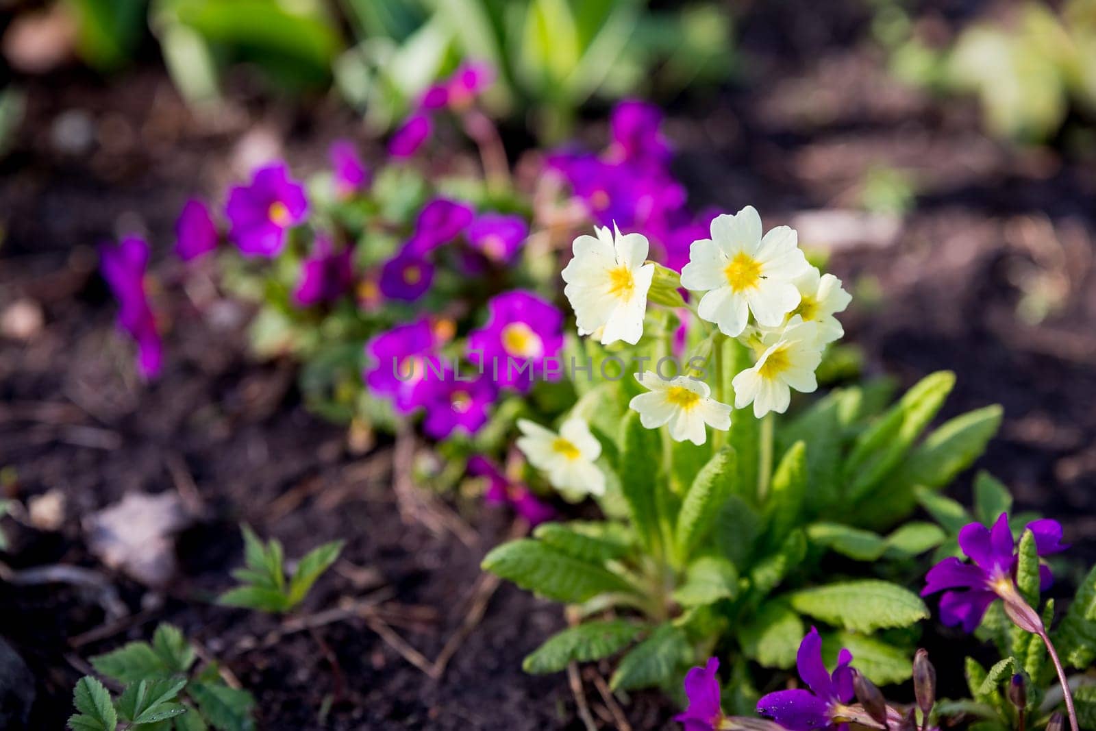 Colorful primroses in the garden on a sunny morning, selective focus.