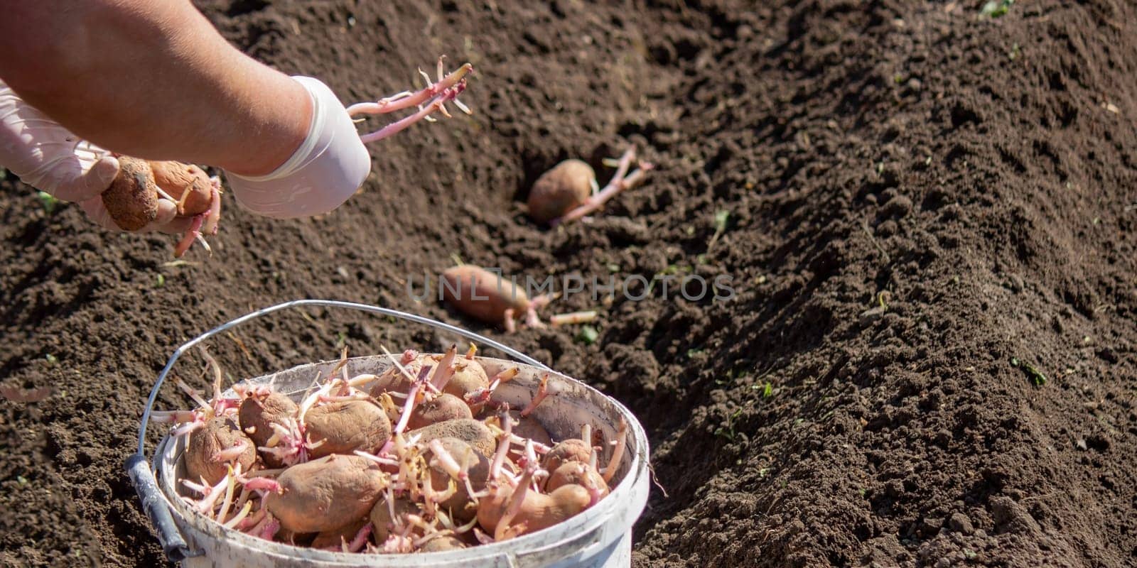 Planting potato tubers in the soil. Early spring preparation for the garden season. Selective focus