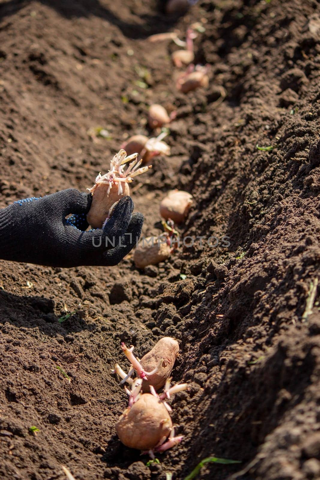 Planting potato tubers in the soil. Early spring preparation for the garden season. Selective focus
