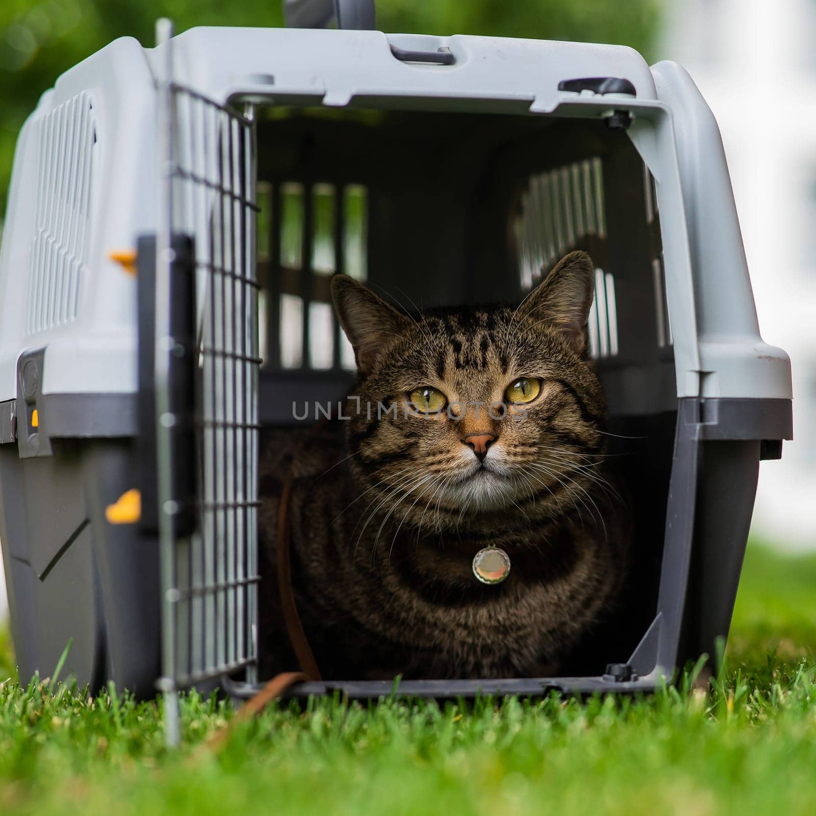Calm confident gray tabby cat lies in a carrier on green grass outdoors