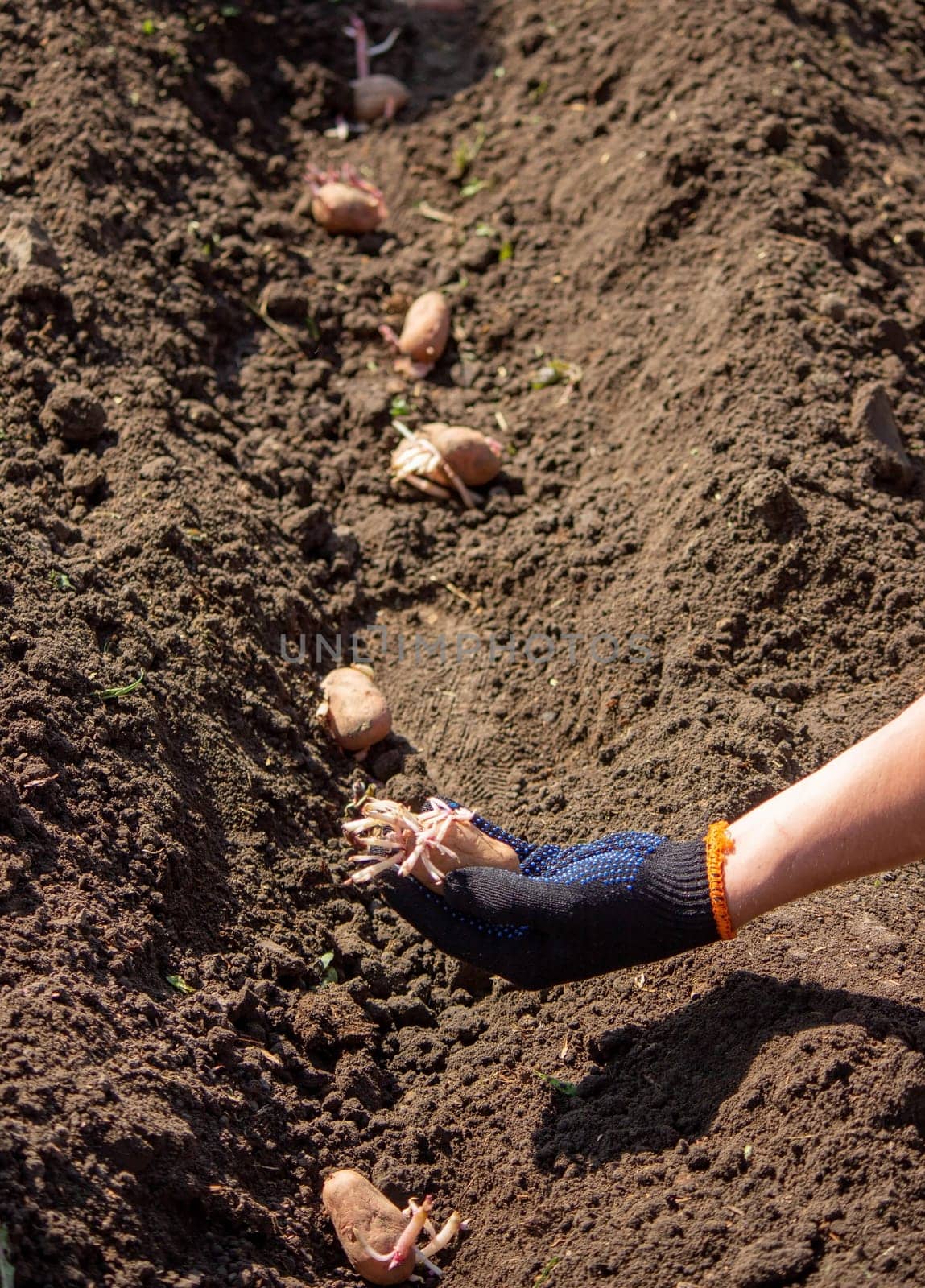 Planting potato tubers in the soil. Early spring preparation for the garden season. Selective focus