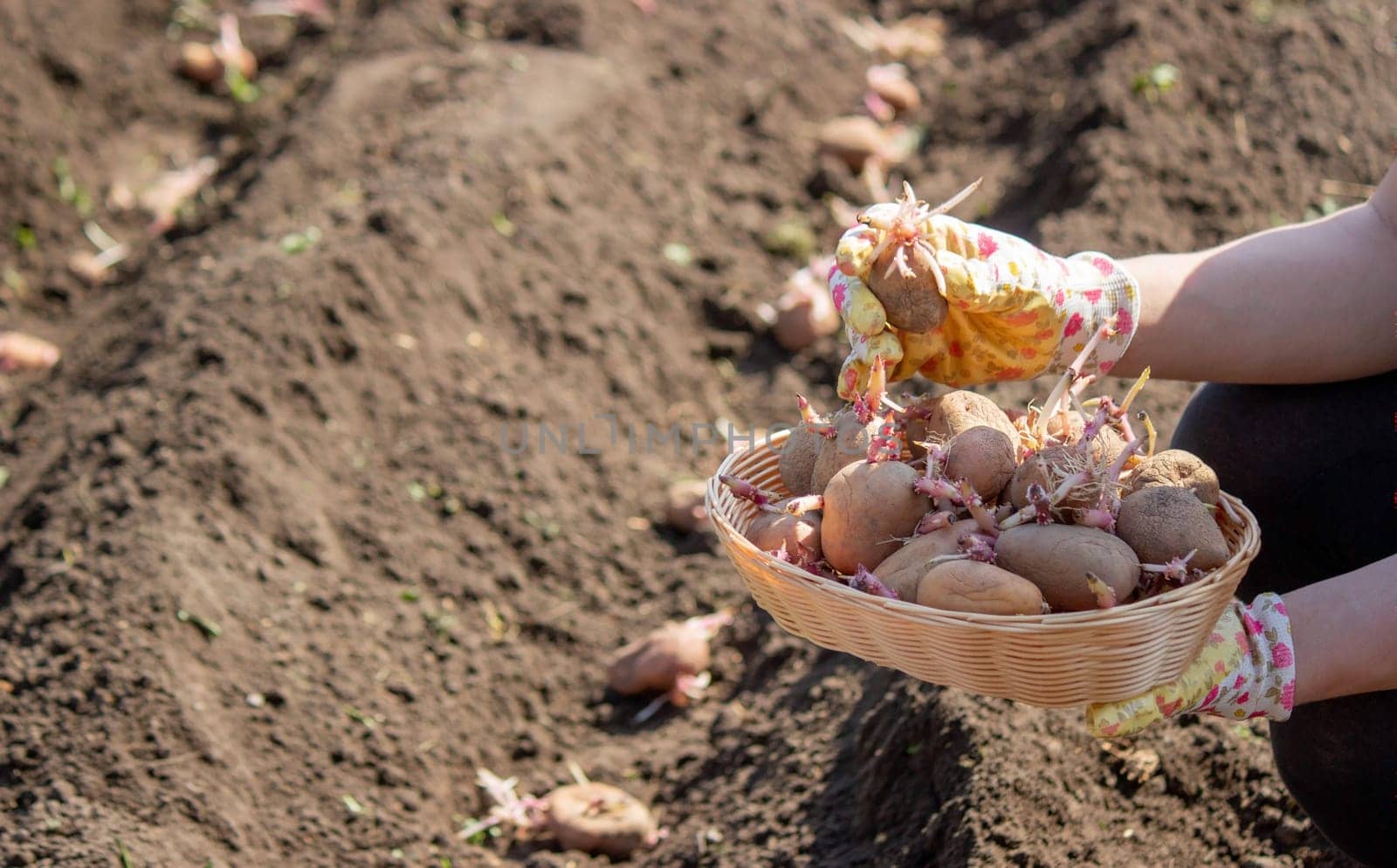 Planting potato tubers in the soil. Early spring preparation for the garden season. Selective focus
