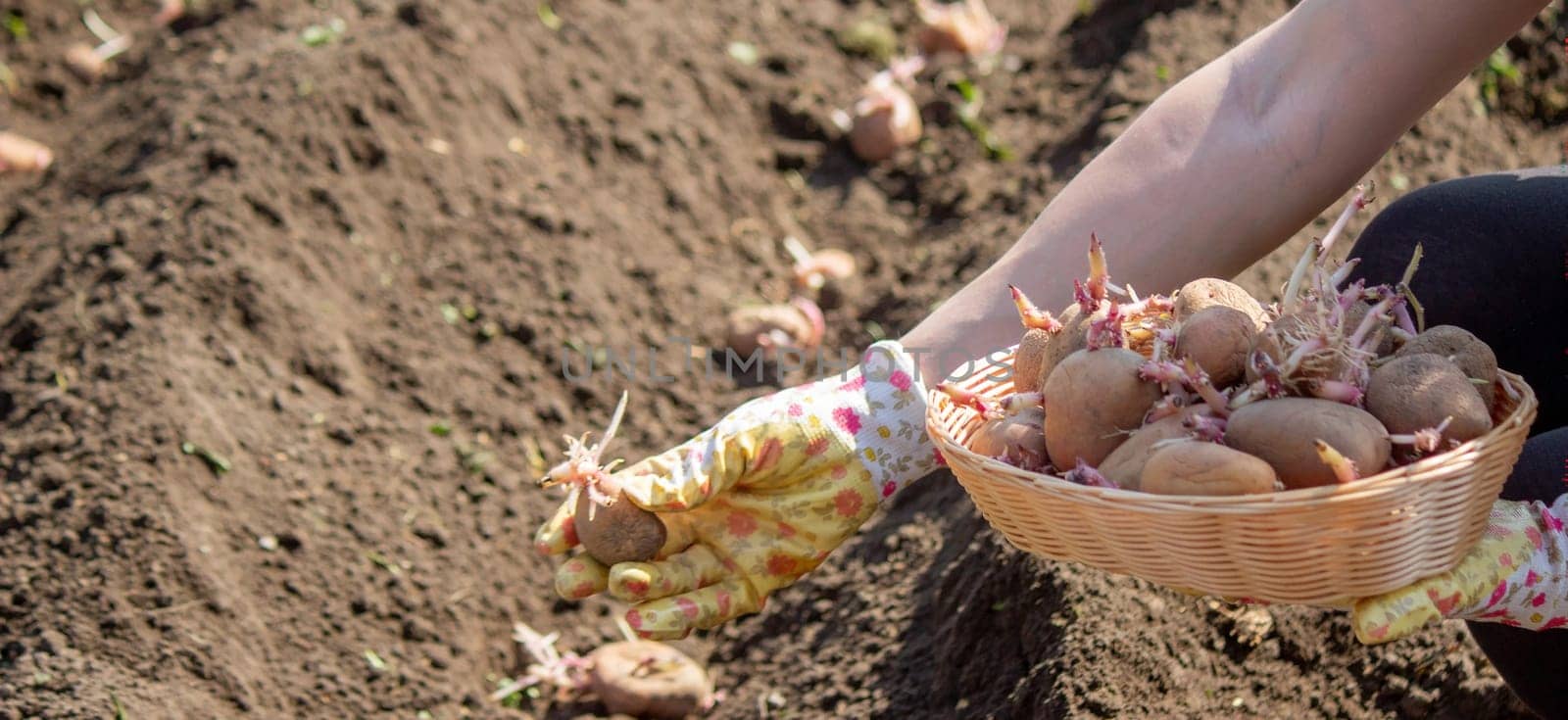 Planting potato tubers in the soil. Early spring preparation for the garden season. Selective focus