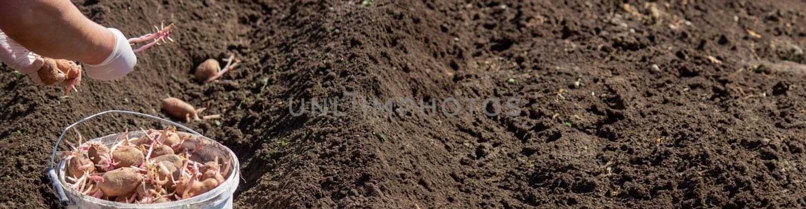 Planting potato tubers in the soil. Early spring preparation for the garden season. Selective focus
