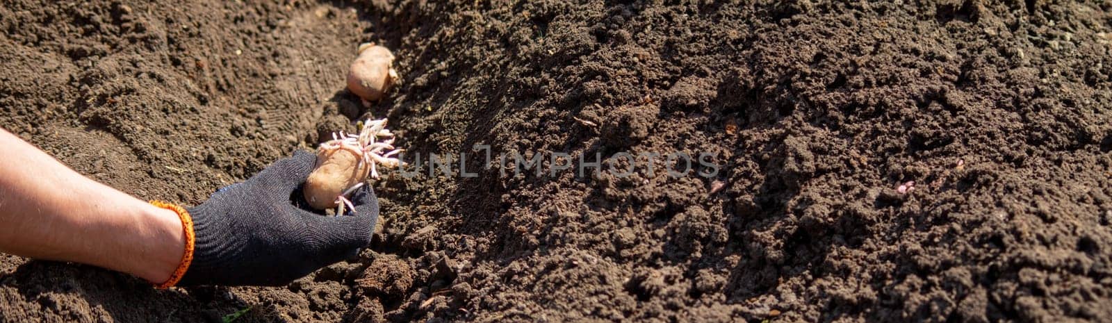 Planting potato tubers in the soil. Early spring preparation for the garden season. Selective focus