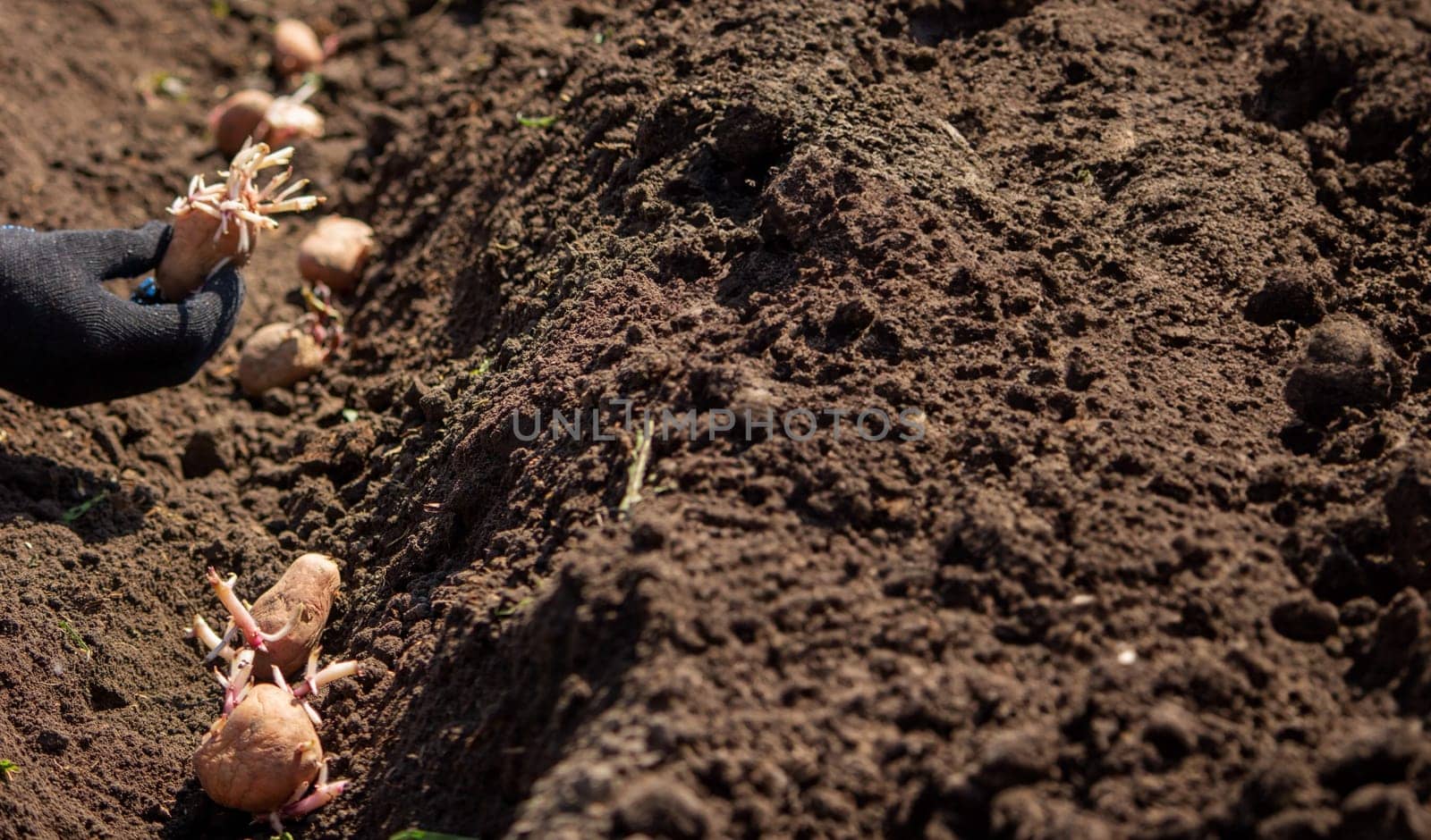 Planting potato tubers in the soil. Early spring preparation for the garden season. Selective focus