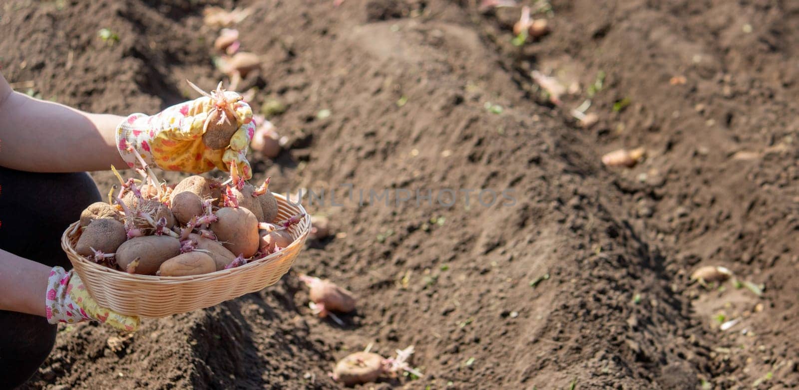 Planting potato tubers in the soil. Early spring preparation for the garden season. Selective focus