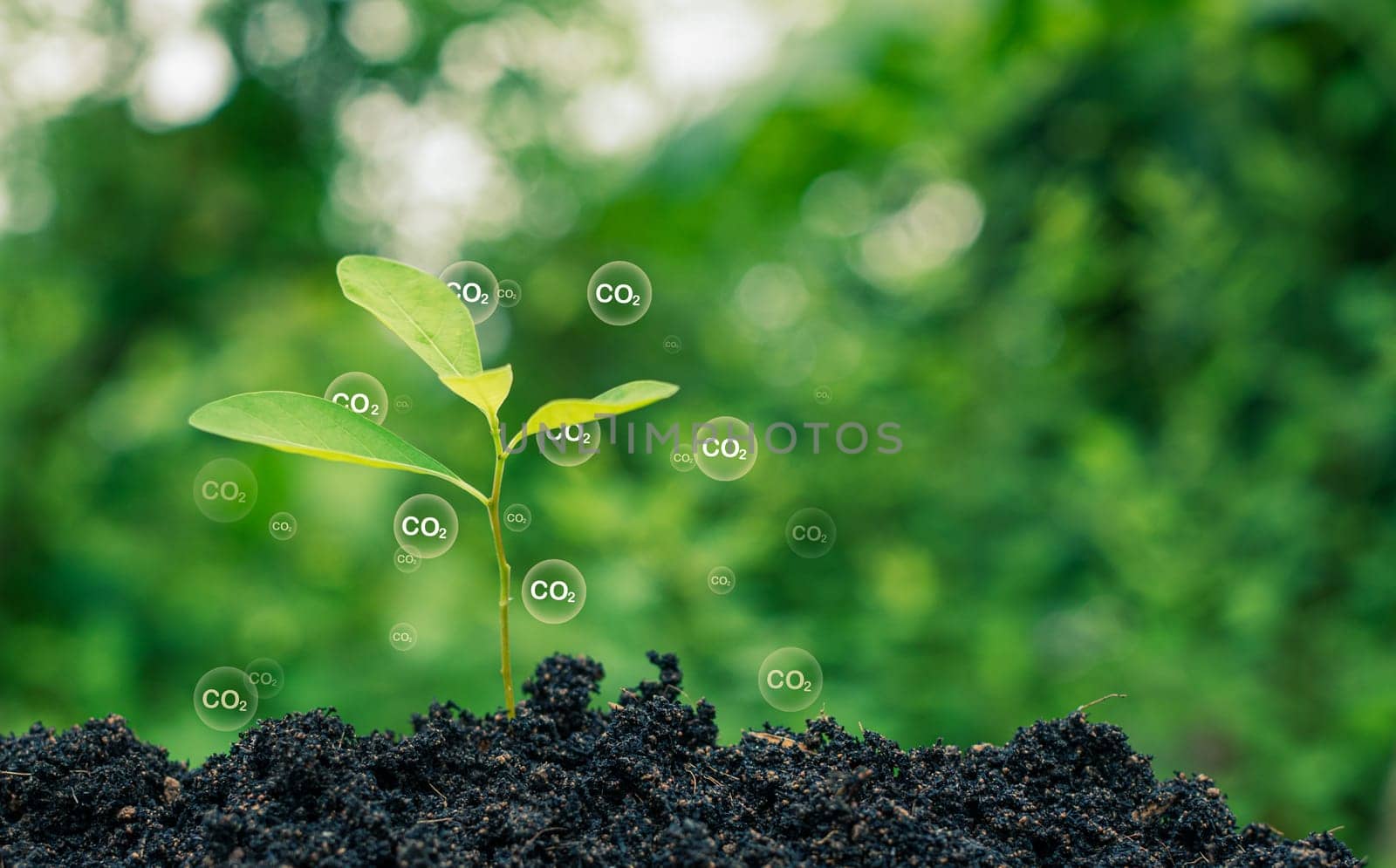 CO2 emission reduction concept, clean and friendly environment without carbon dioxide emissions. Planting trees to reduce CO2 emissions, environmental protection concept.