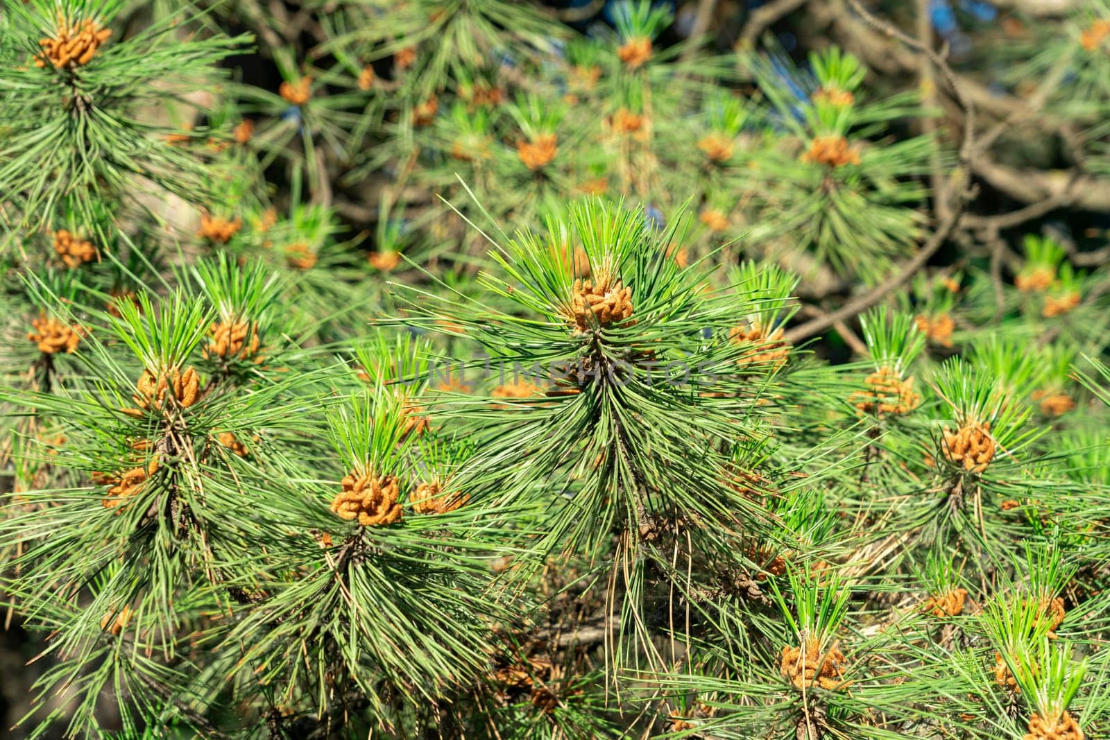 Background of green spruce branches large texture. photo