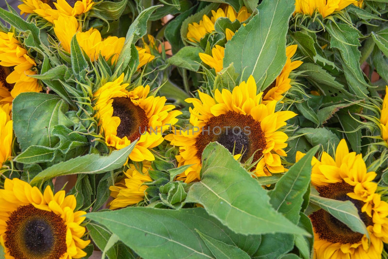 Bouquet of Blooming yellow Sunflowers in the street market, flowers for sale outside a shop, Decorative Garden plants. High quality photo