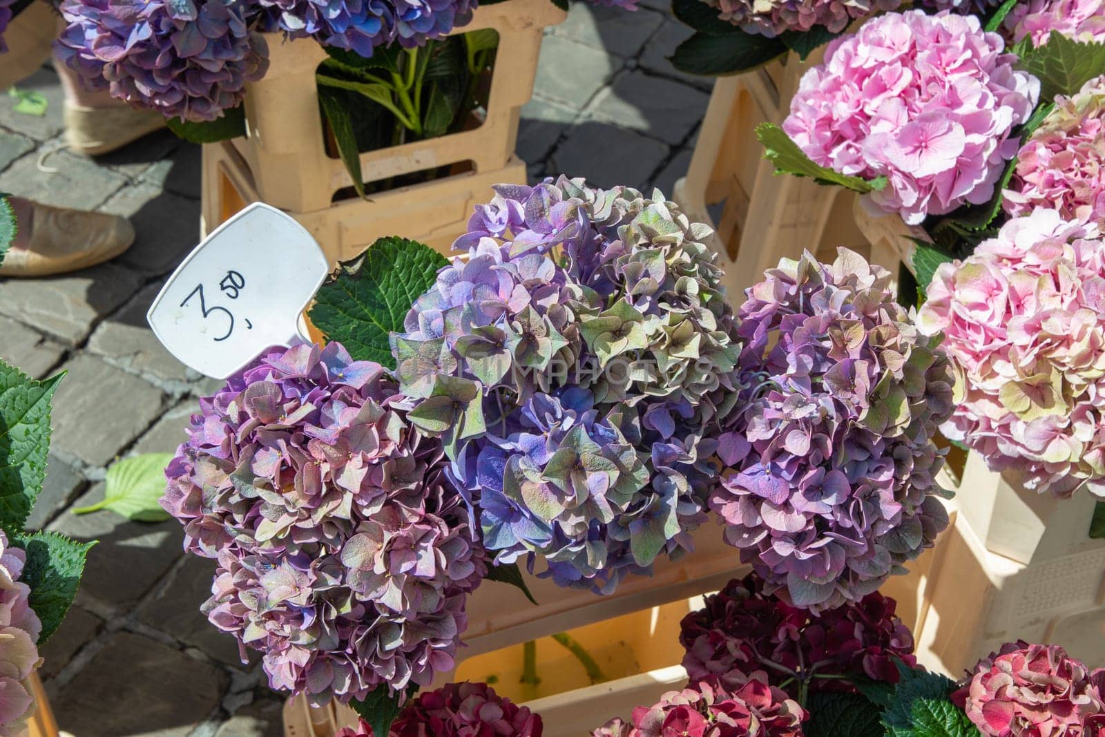 cut bouquet of fresh colorful hydrangeas in the street market. High quality photo
