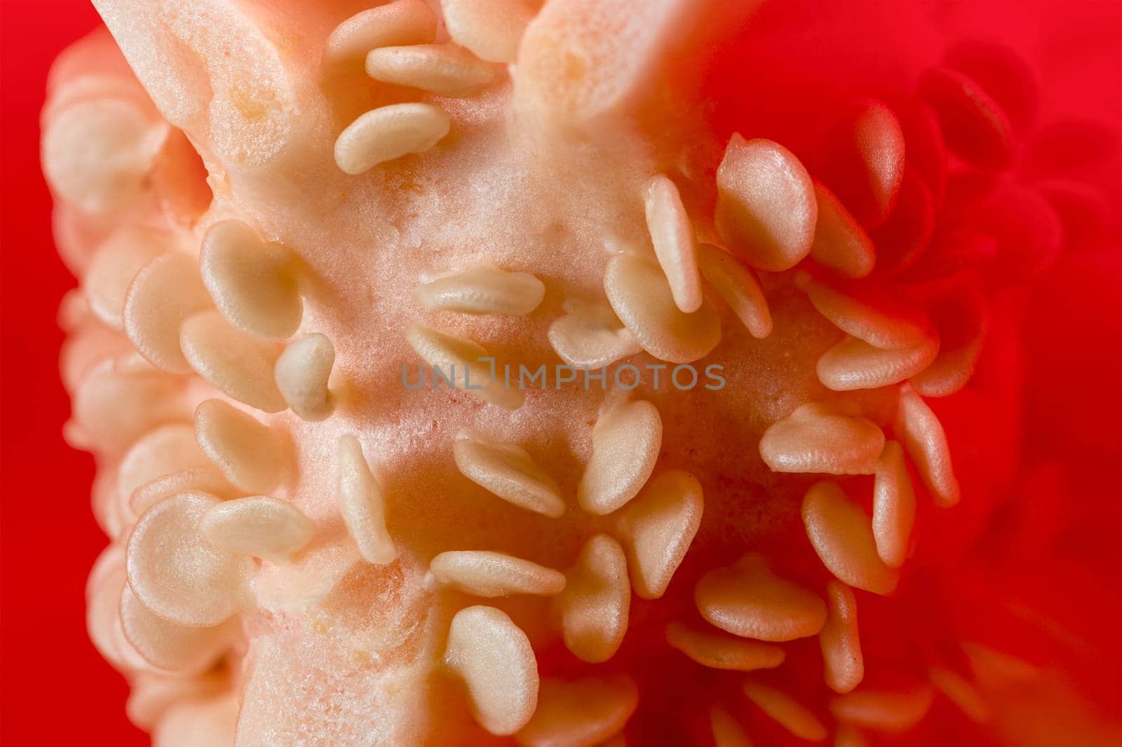 Paprika seeds close-up. A large fresh red paprika is cut in half and its seeds are visible. Side view. High quality photo