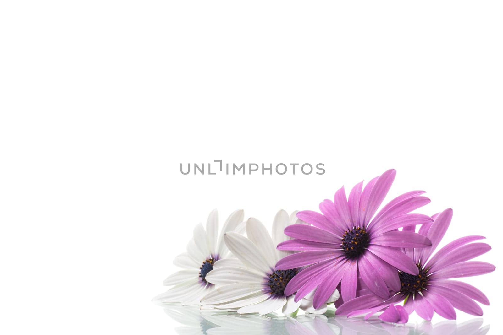 Beautiful white and purple Osteospermum flowers on white background by Rawlik