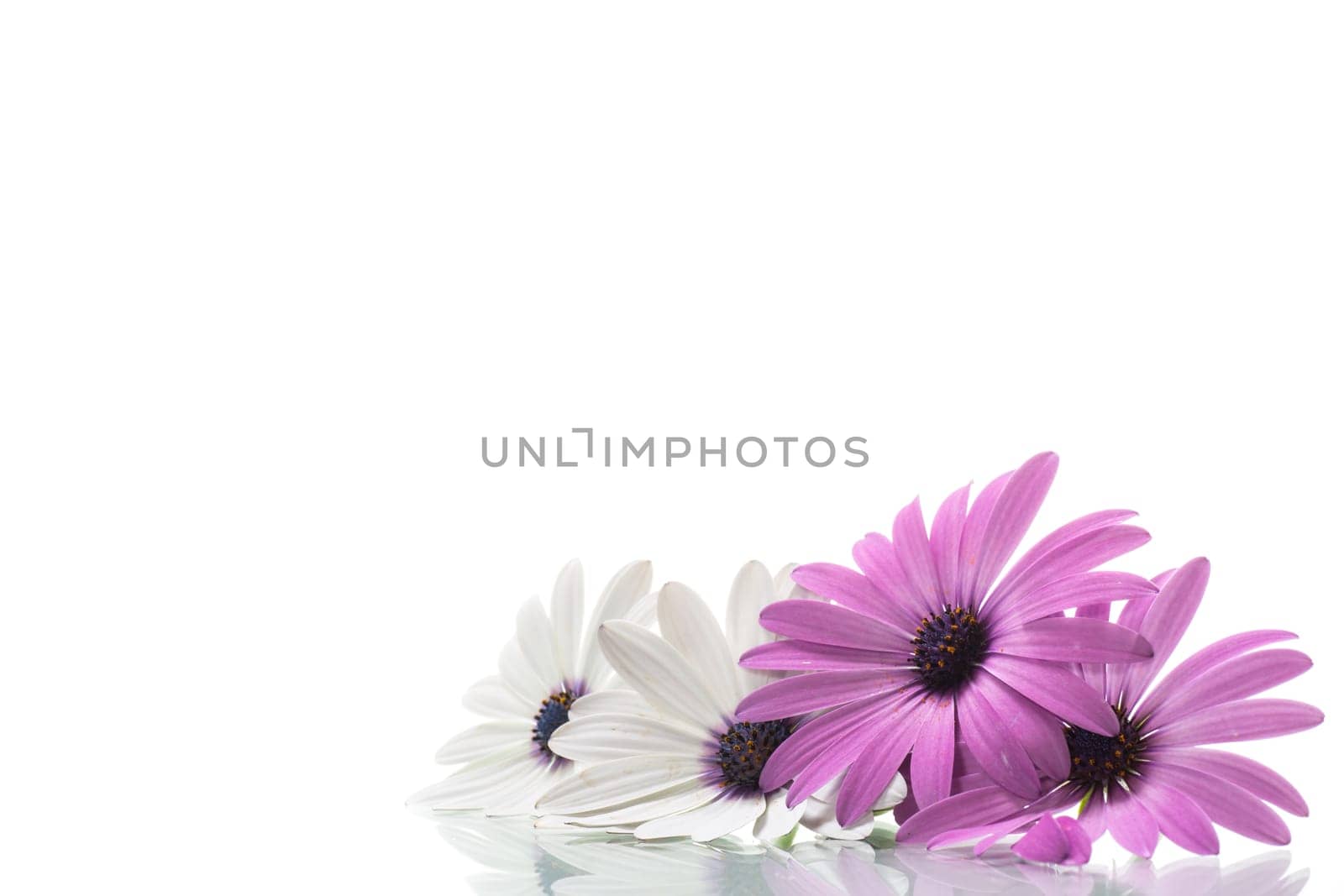 Beautiful white and purple Osteospermum flowers, isolated on white background