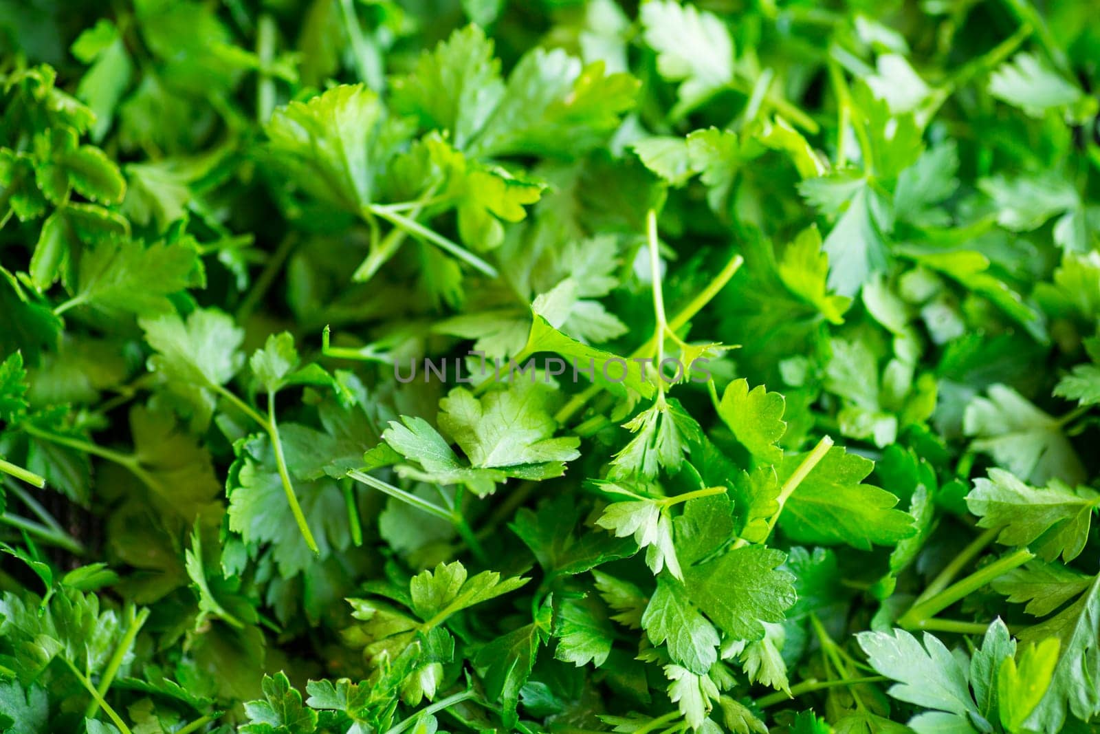 green fresh background of fresh natural parsley by Rawlik