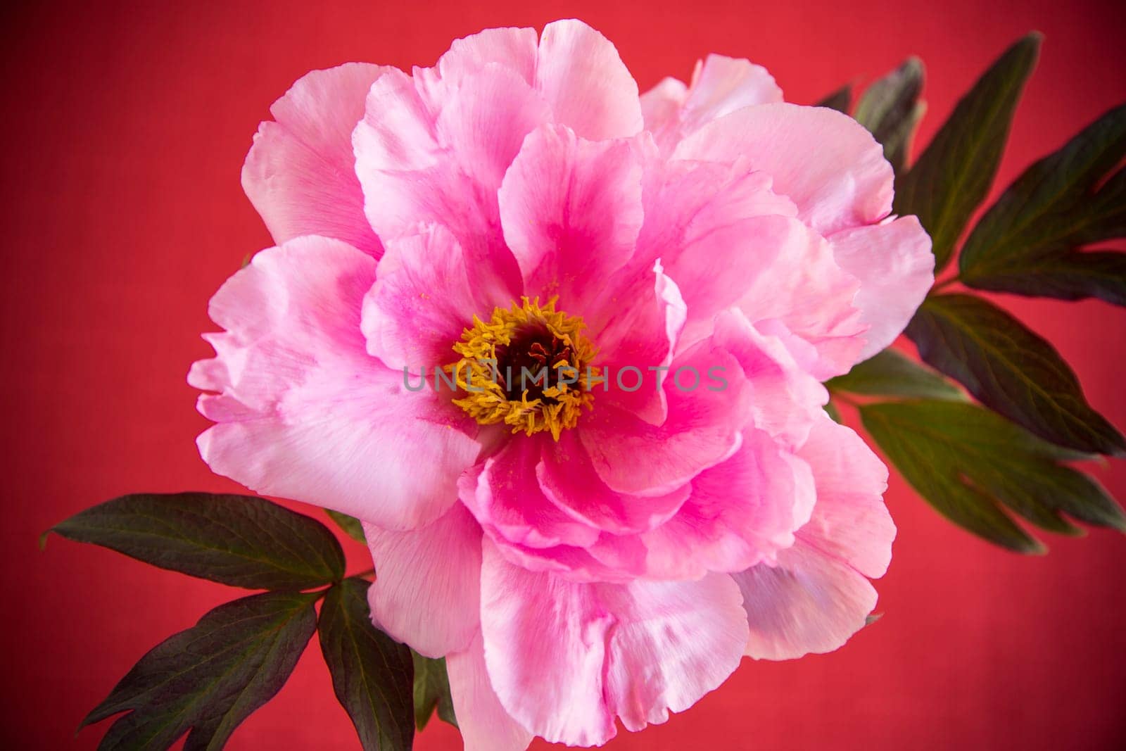 beautiful pink big tree peony flower isolated on red background