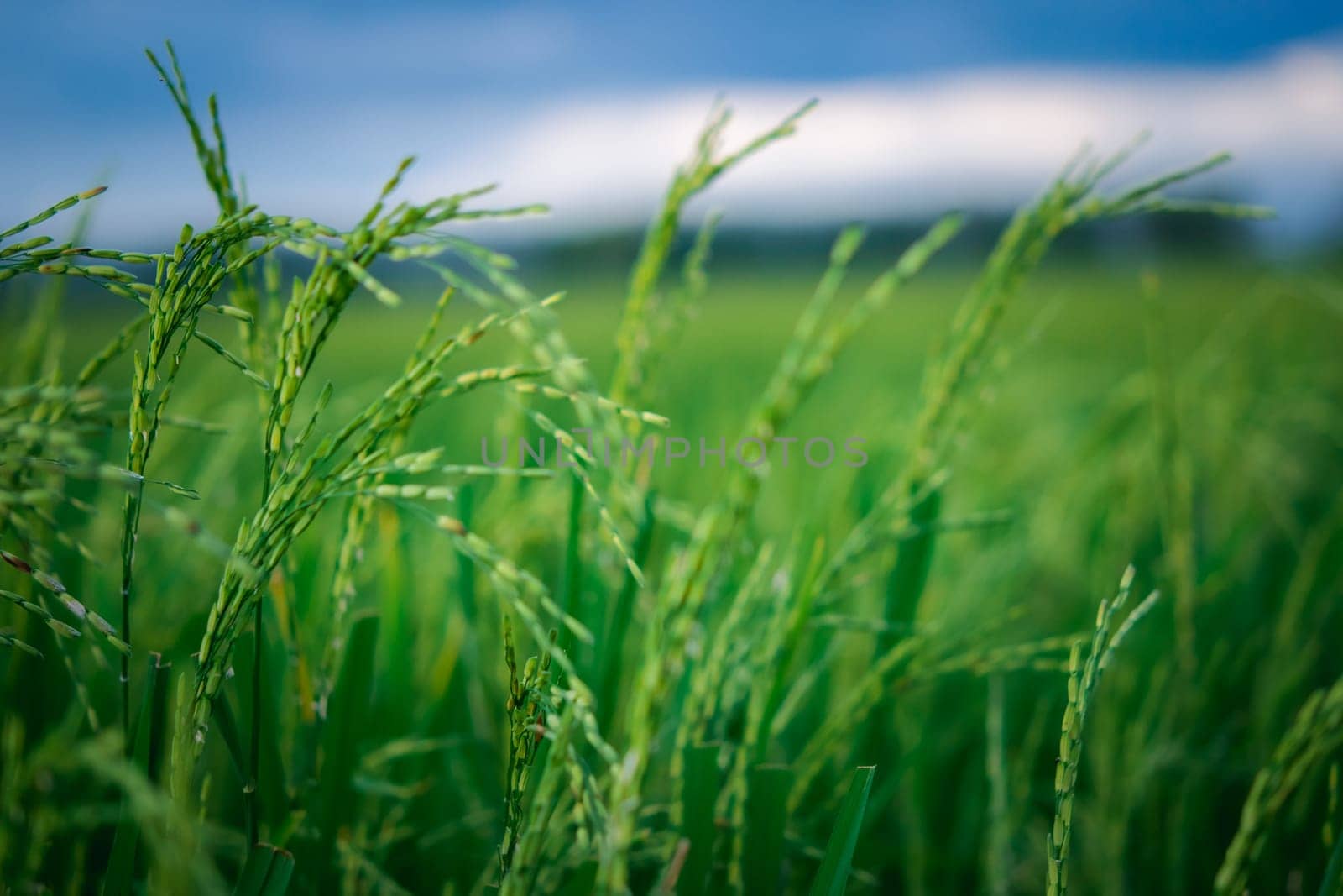 Landscape nature of rice field on rice paddy green color lush growing is a agriculture in asia