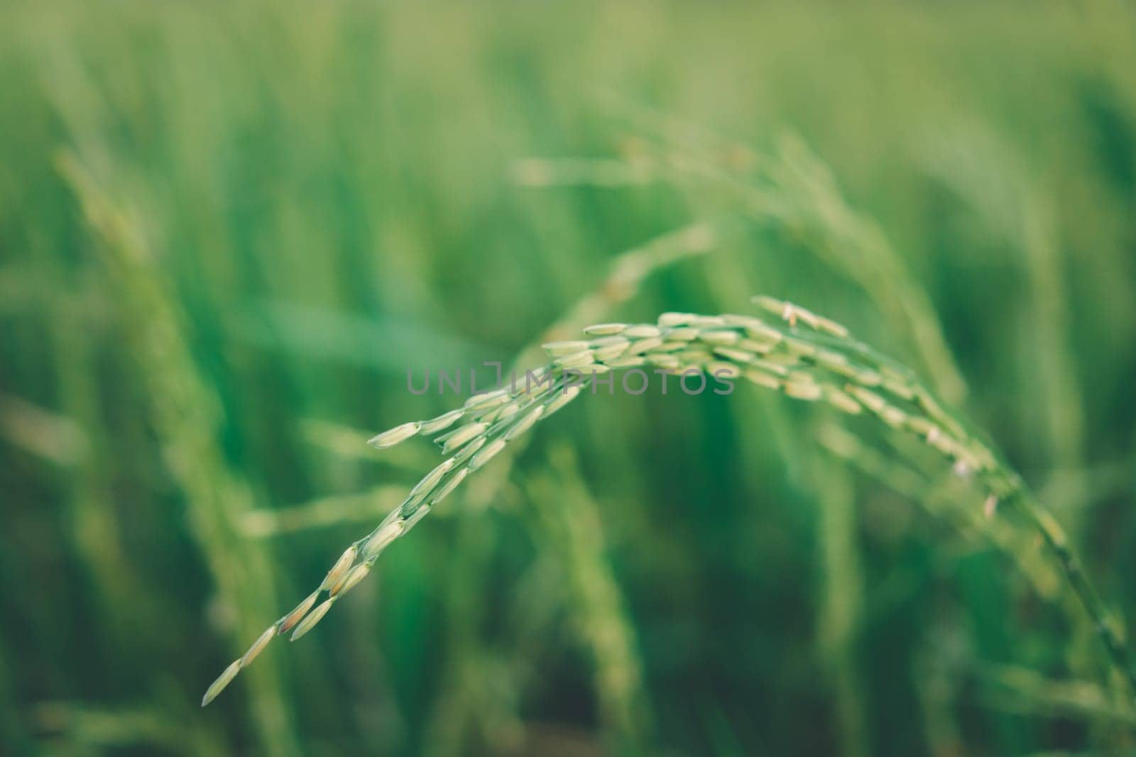 Landscape nature of rice field on rice paddy green color lush growing is a agriculture in asia