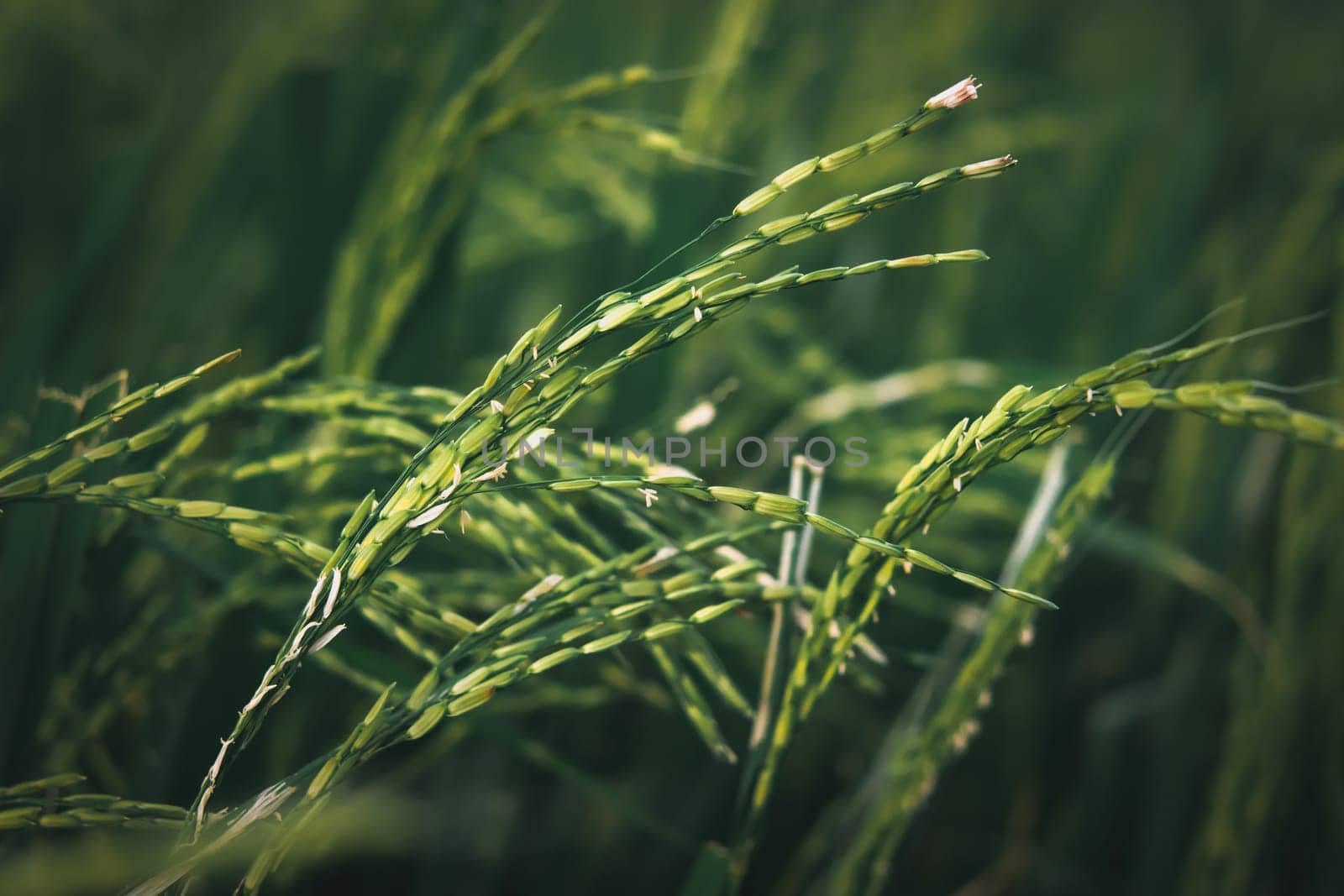 Landscape nature of rice field on rice paddy green color lush growing is a agriculture in asia