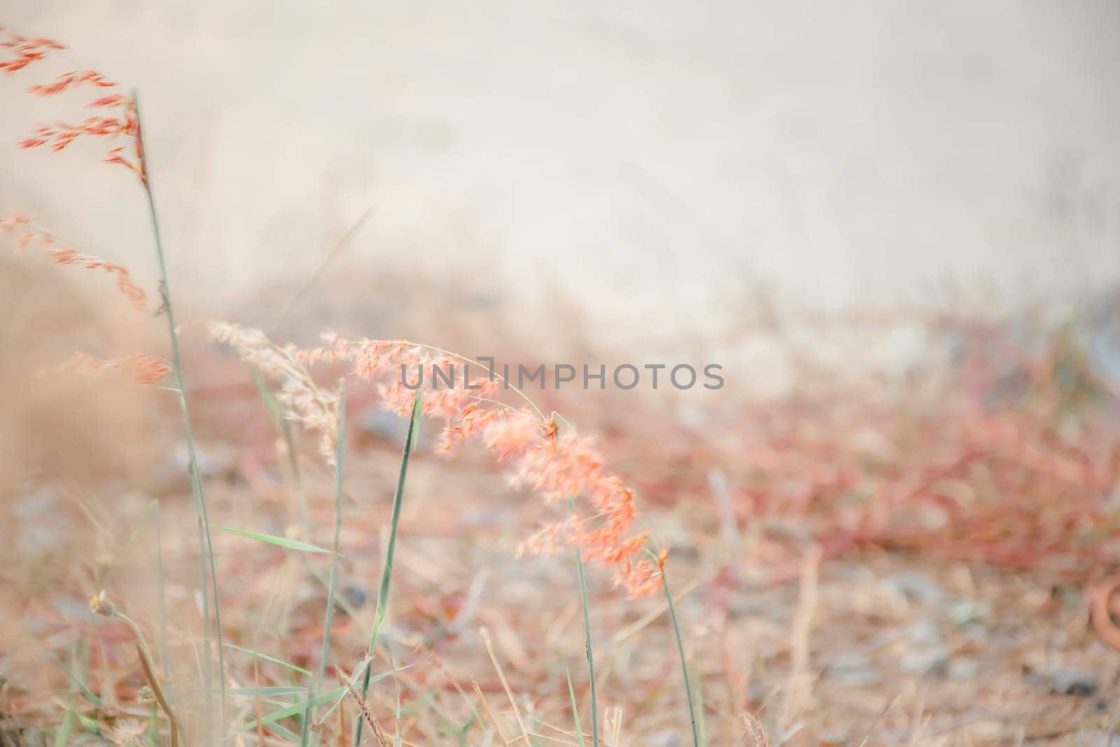 Silhouette landscape of nature grass field and flower of grass on meadow garden field green color lush with sunlight (sunset or sunshine) in countryside or park