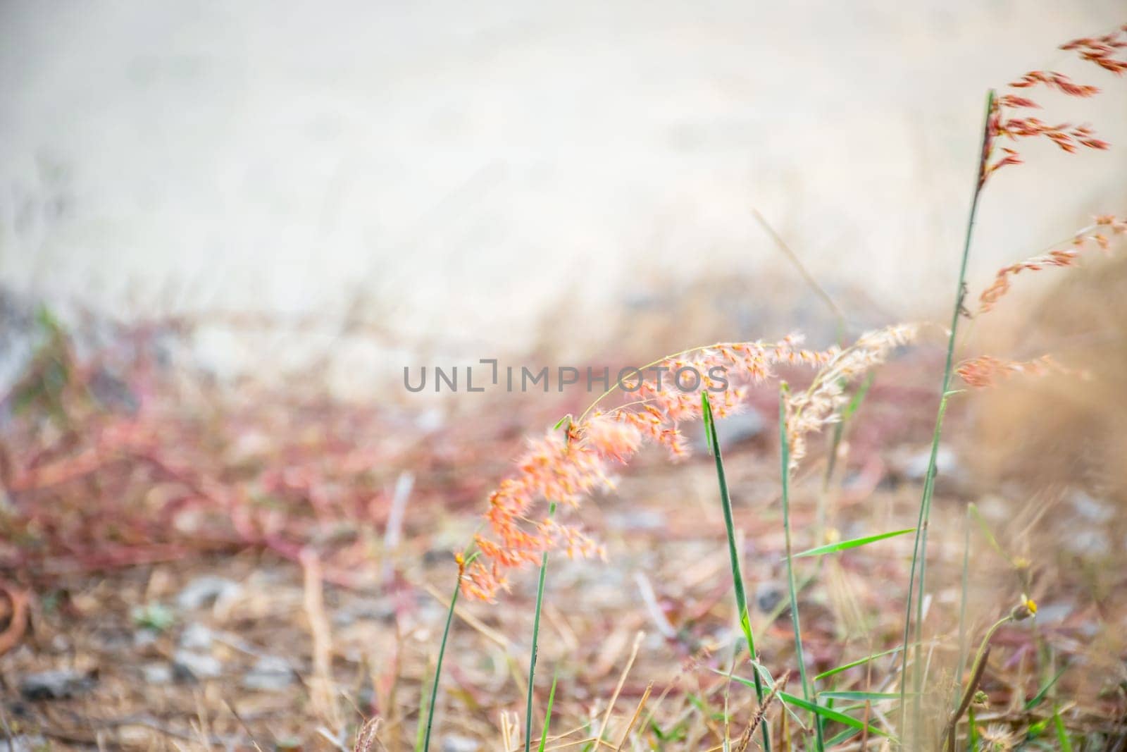 Nature of grass field, flower grass with sunlight by NongEngEng