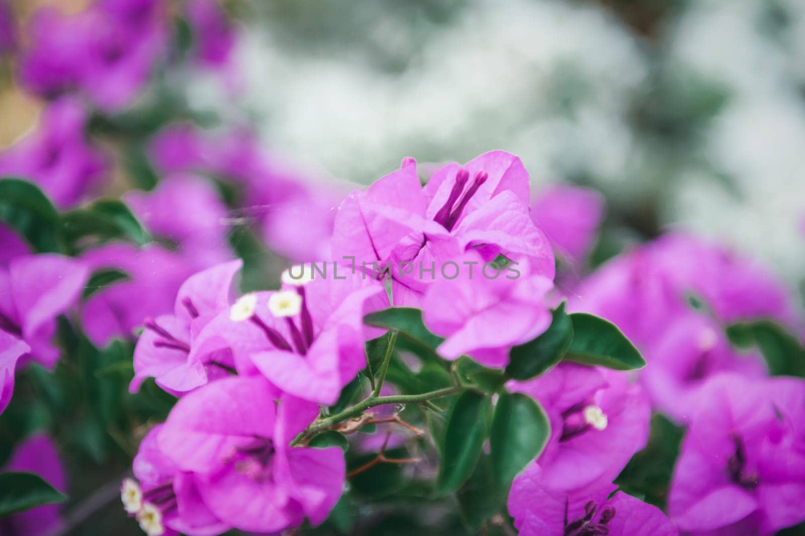 Flower purple or violet color in garden by NongEngEng