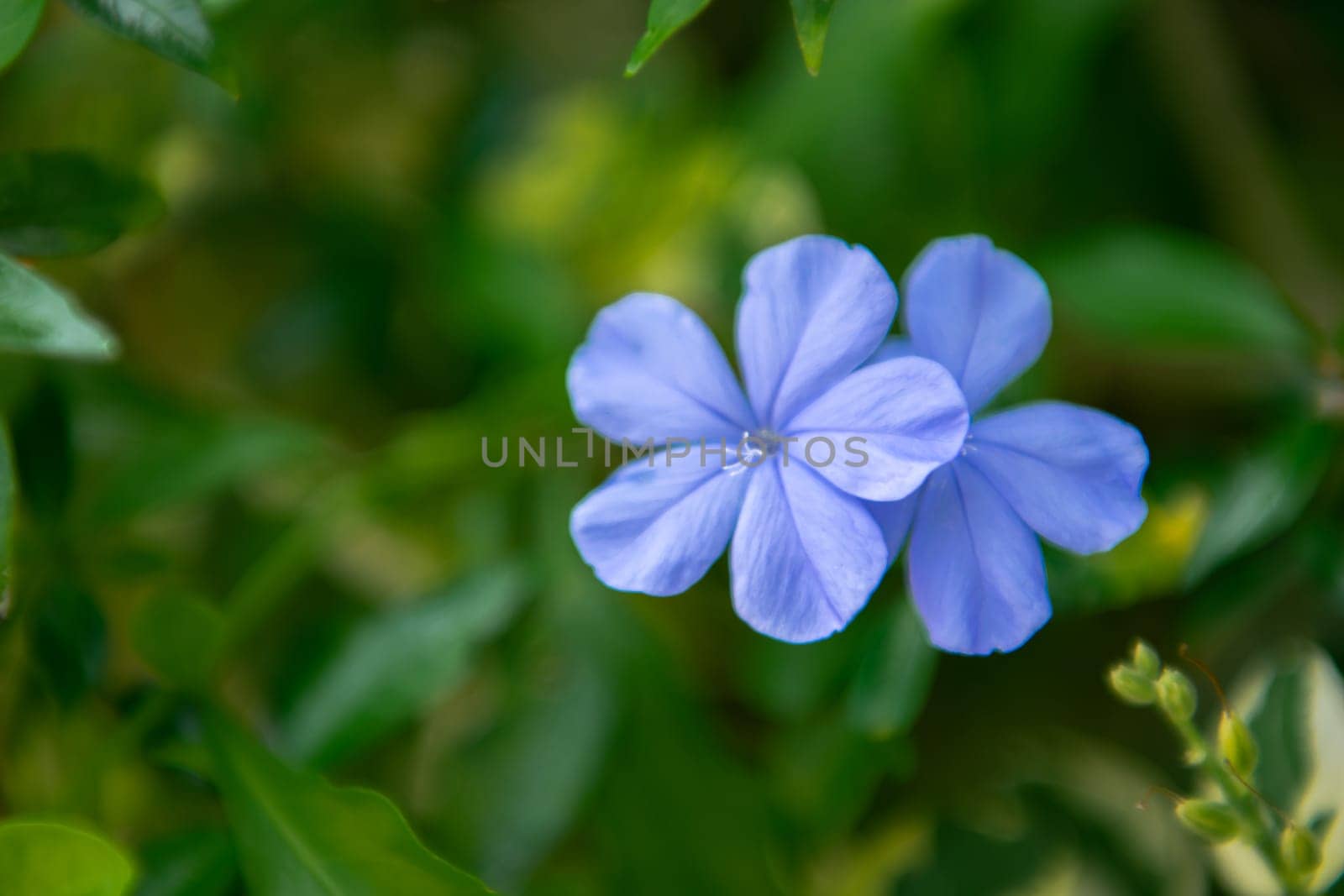 Flower purple or violet color in garden by NongEngEng