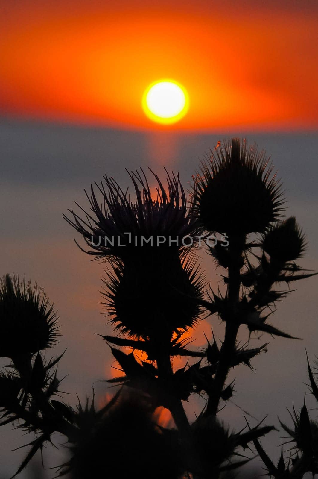 Thistle against the red sunset over the Black Sea in the Eastern Crimea by Hydrobiolog