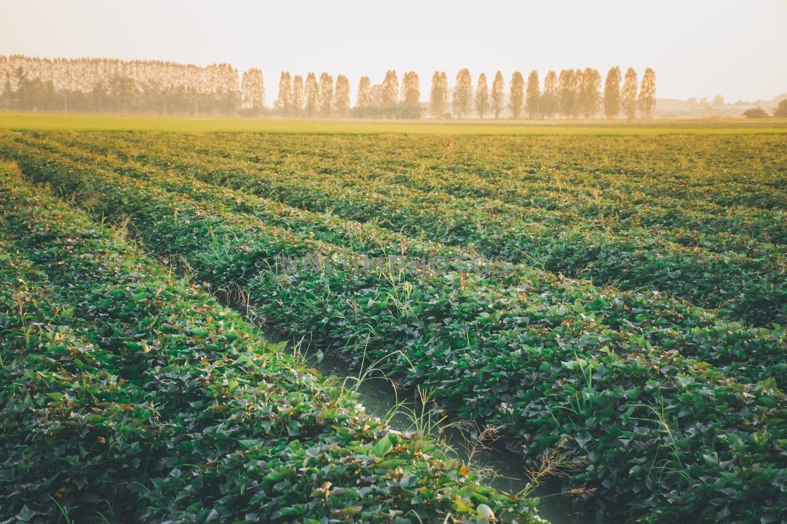 Nature of sweet potatoes plantation or yam farming on rural land green color lush growing is a agriculture in asia