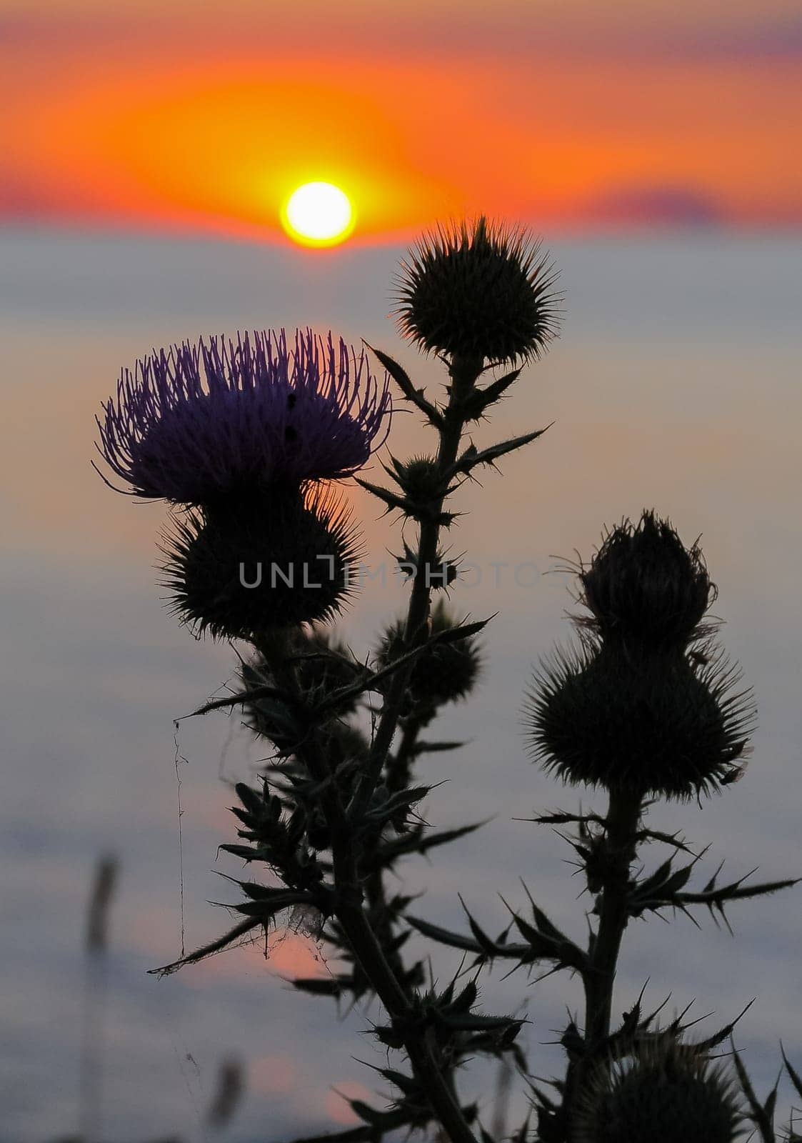 Thistle against the red sunset over the Black Sea in the Eastern Crimea by Hydrobiolog