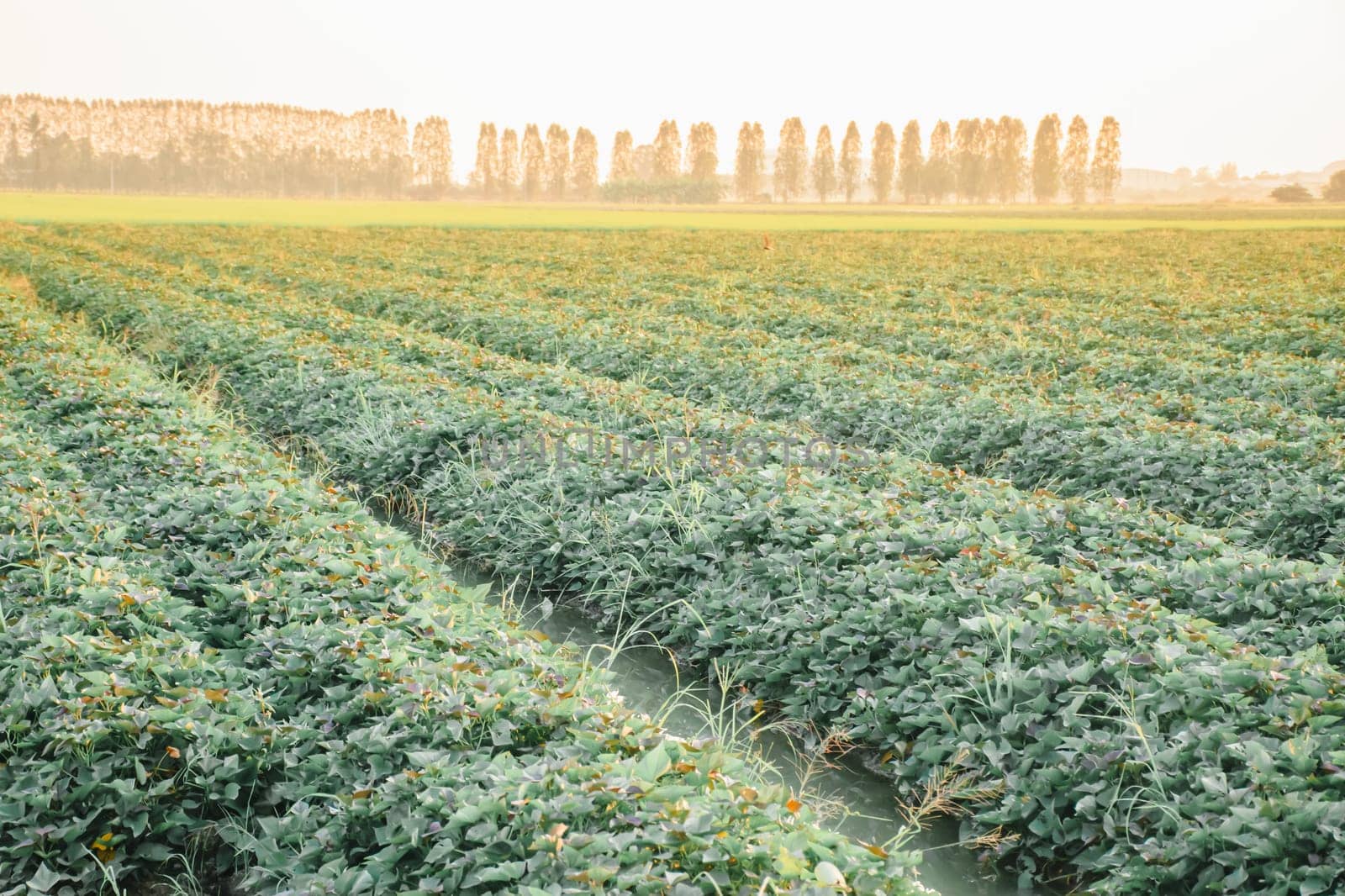 Nature of sweet potatoes plantation, yam farming by NongEngEng