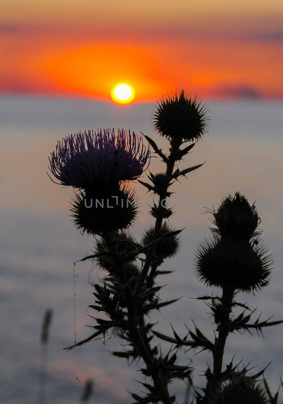 Thistle against the red sunset over the Black Sea in the Eastern Crimea