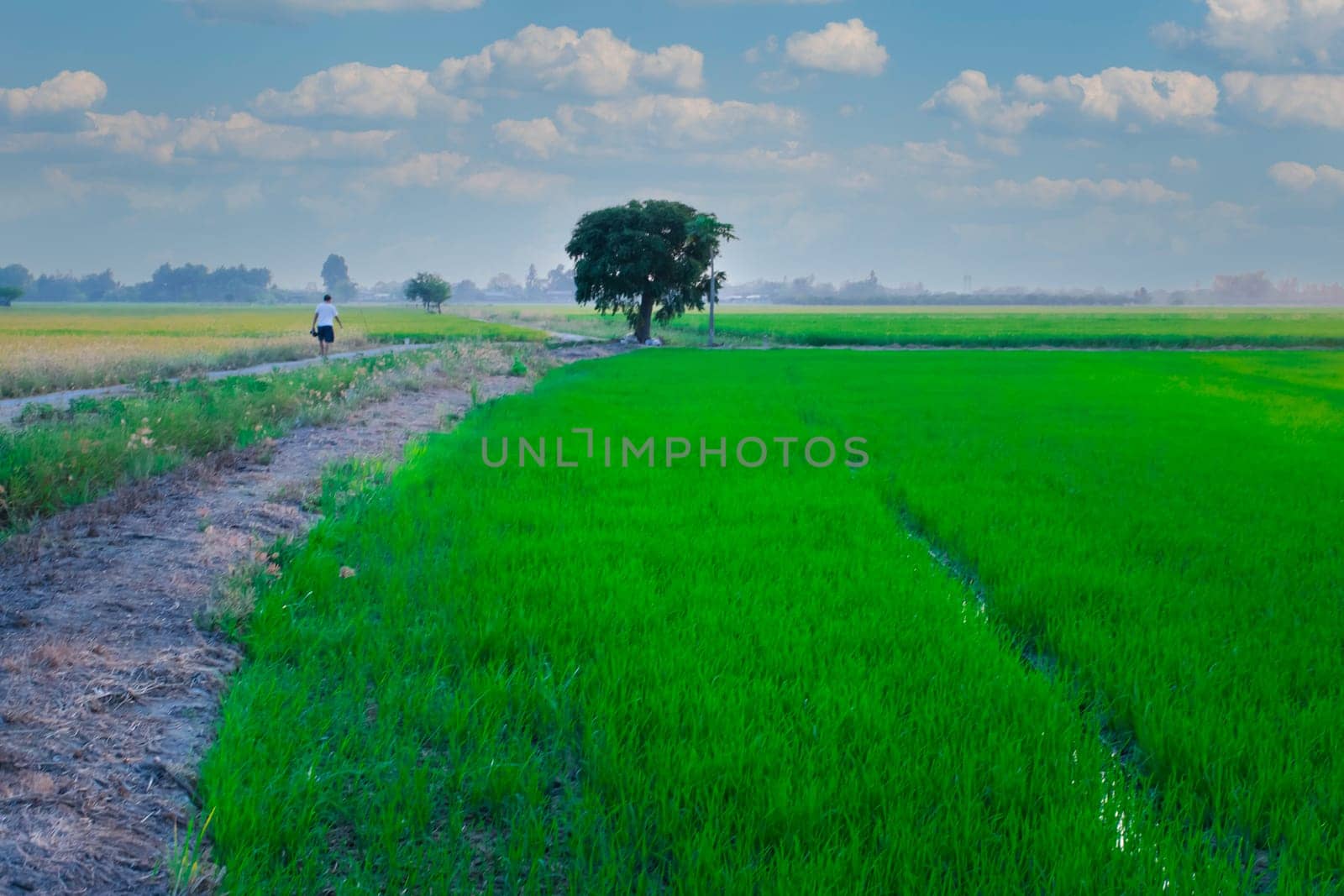 Nature of rice field on rice paddy by NongEngEng