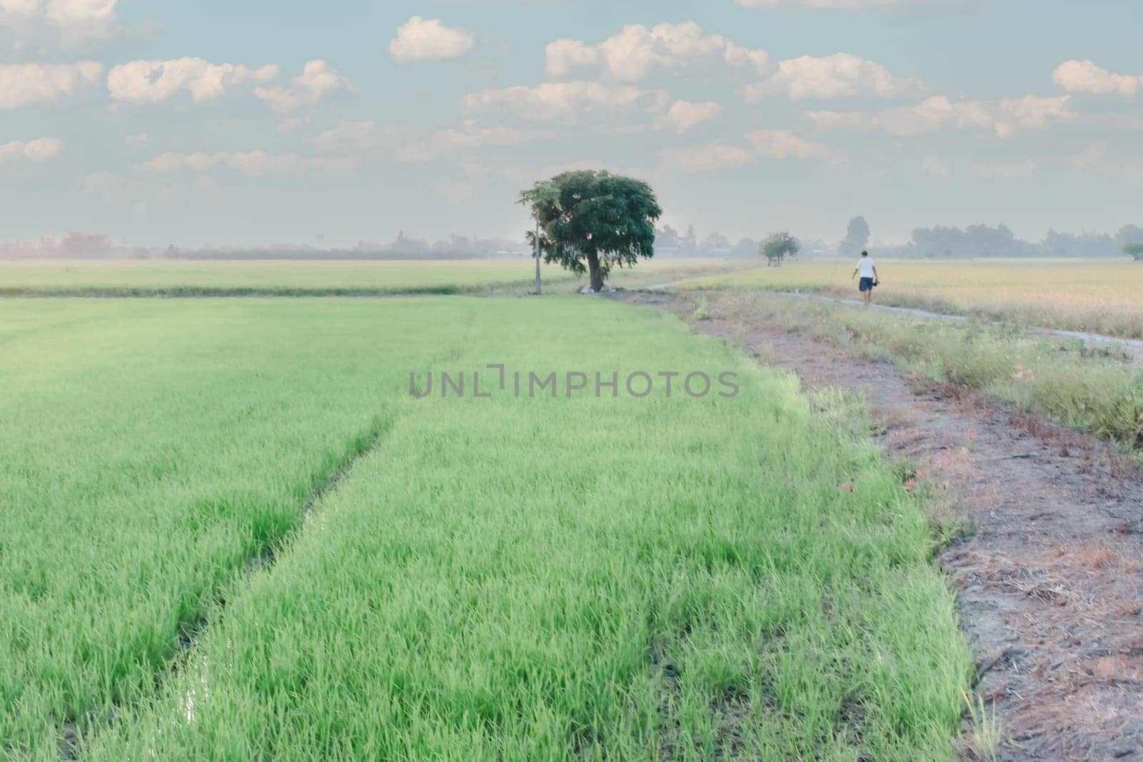 Landscape nature of rice field on rice paddy green color lush growing is a agriculture in asia