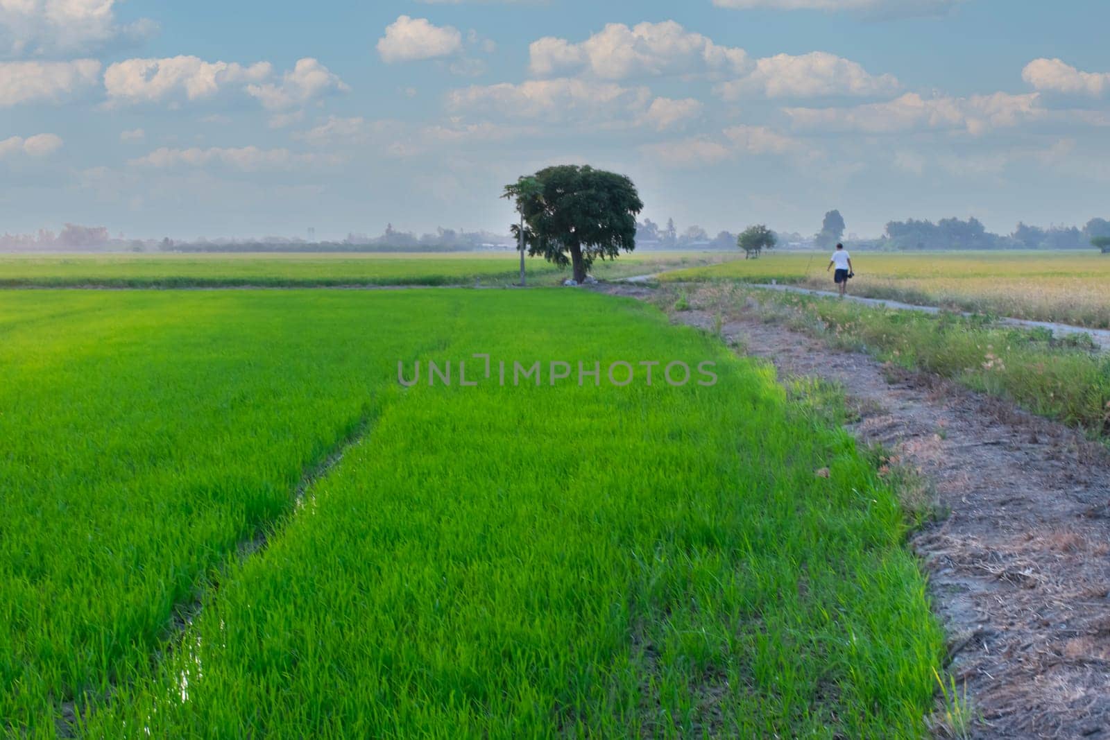 Landscape nature of rice field on rice paddy green color lush growing is a agriculture in asia