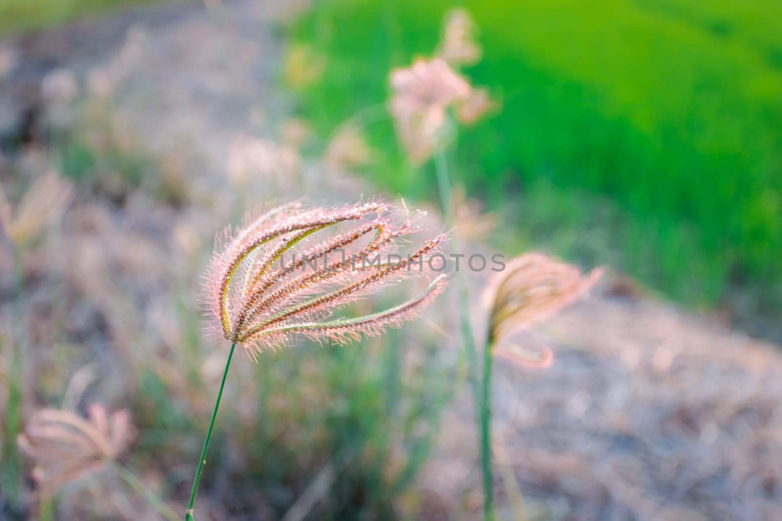 Silhouette landscape of nature grass field and flower of grass on meadow garden field green color lush with sunlight (sunset or sunshine) in countryside or park