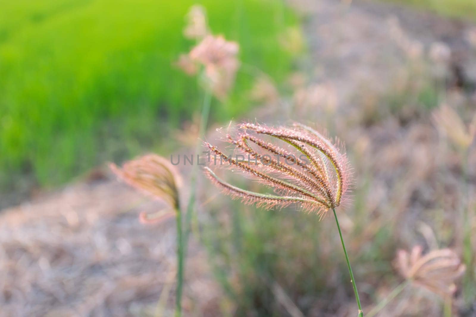 Nature of grass field, flower grass with sunlight by NongEngEng